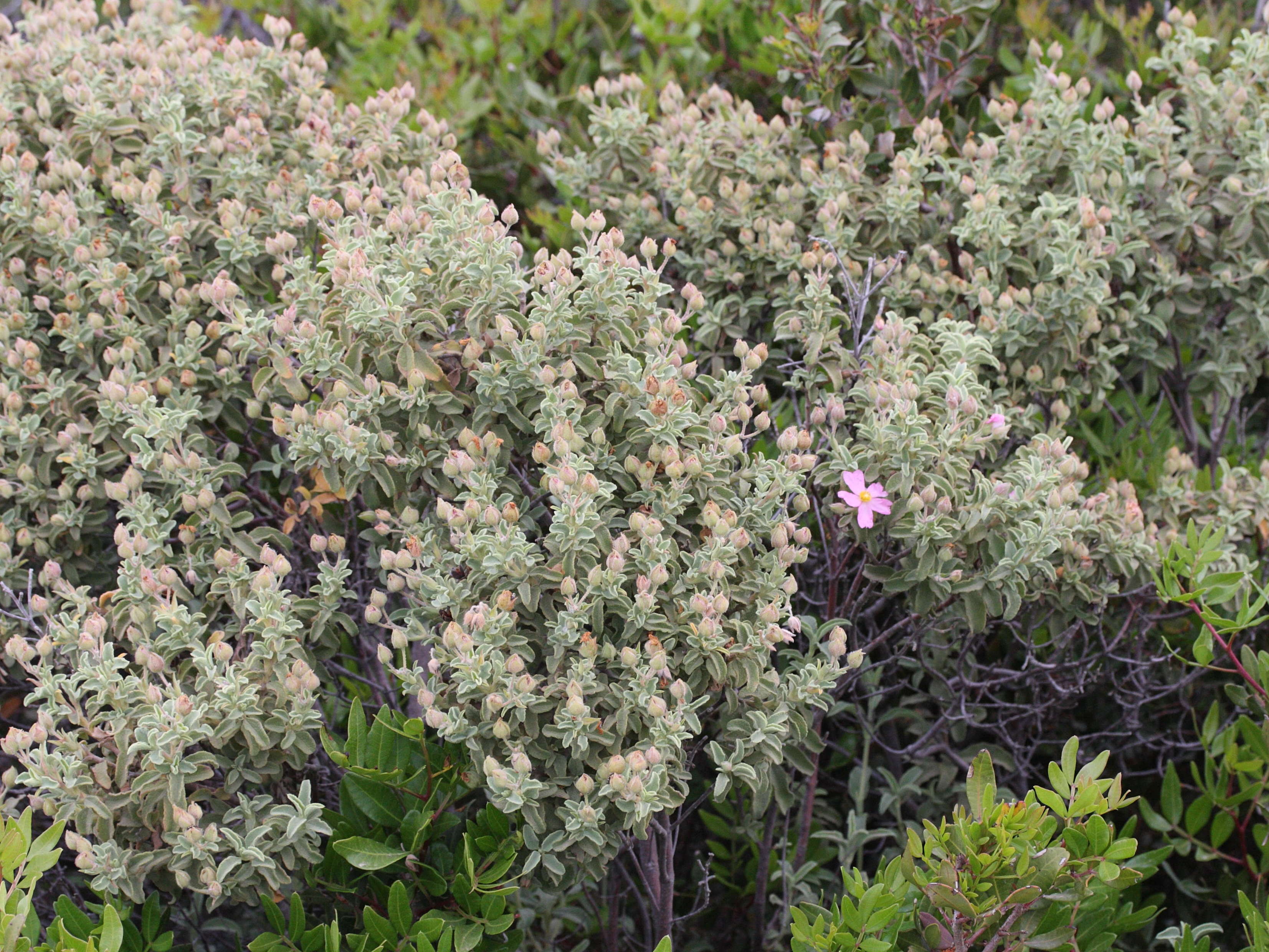 Afficher le média cistus_parviflorus1md cistus_parviflorus1md