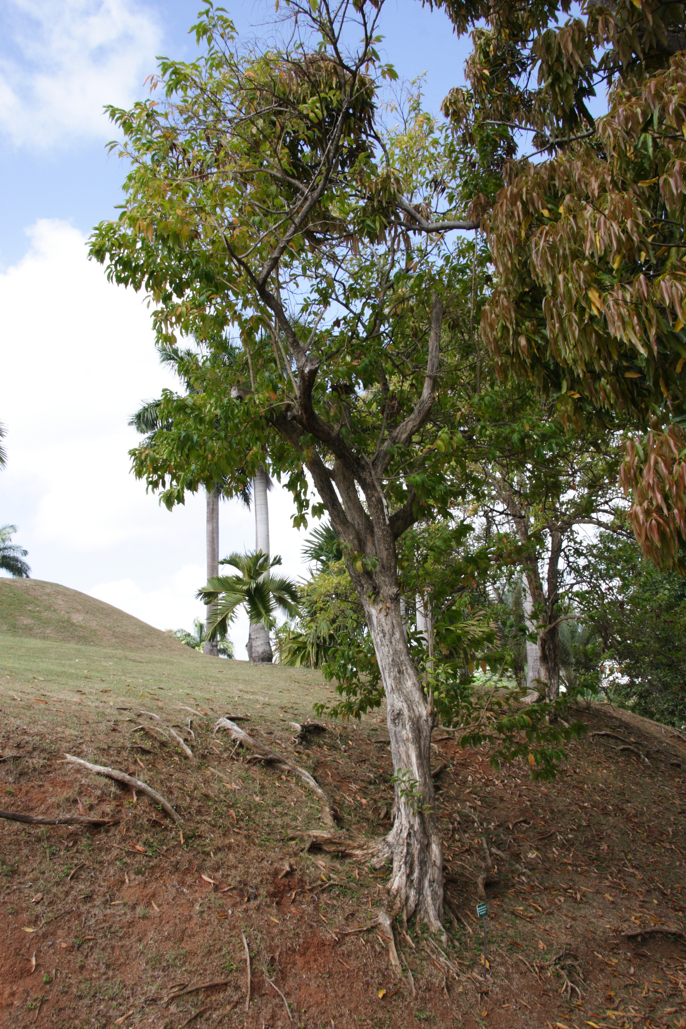 citharexylum_spinosum2md