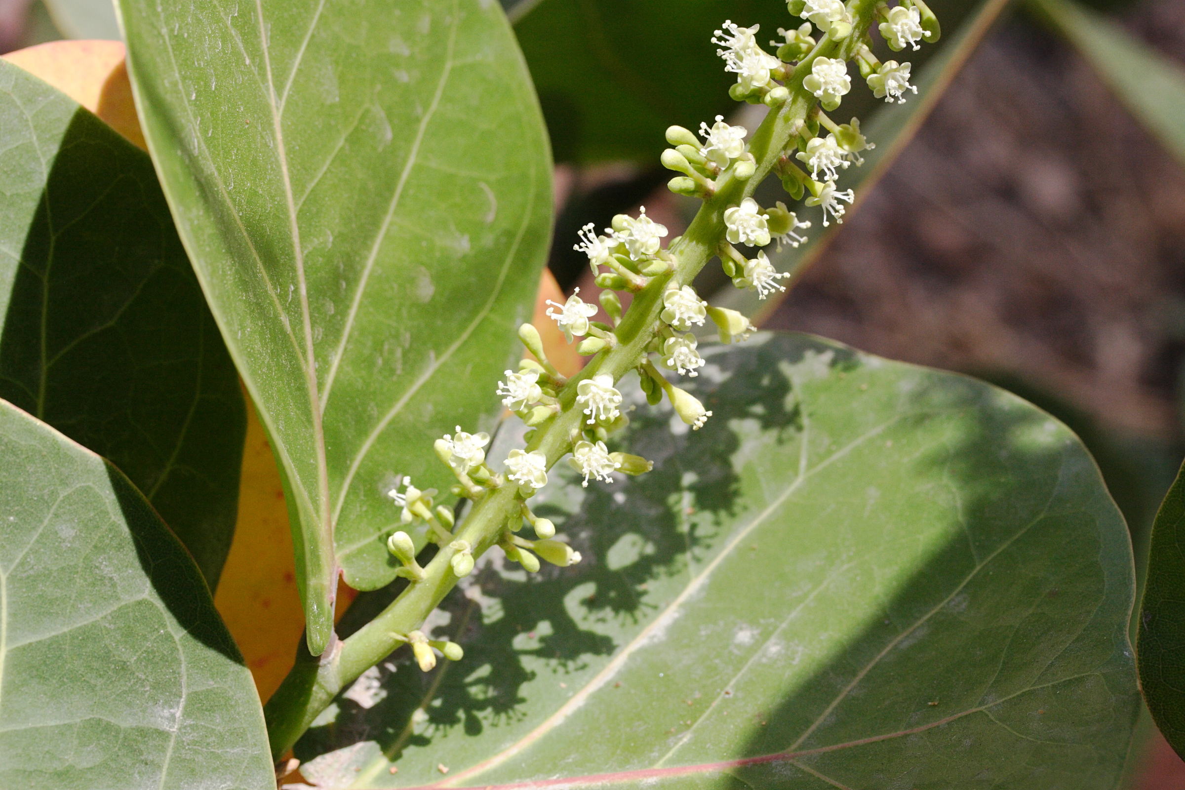 coccoloba_uvifera4md