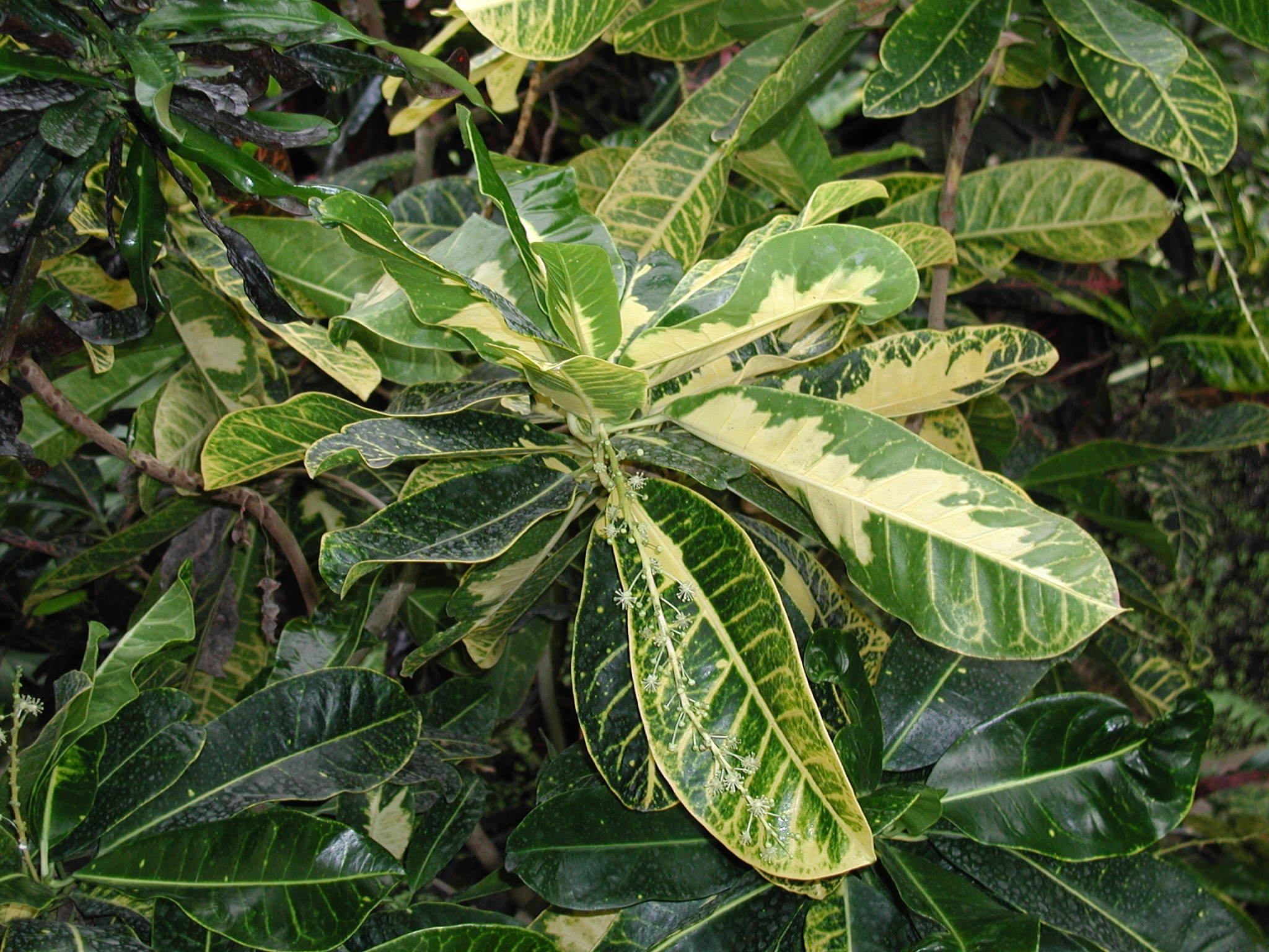 codiaeum_variegatum2md