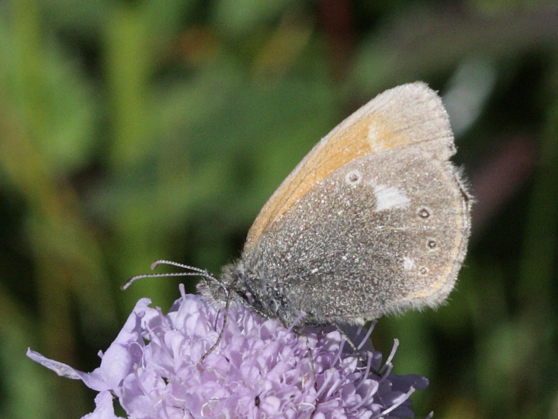 coenonympha_glycerion2bd