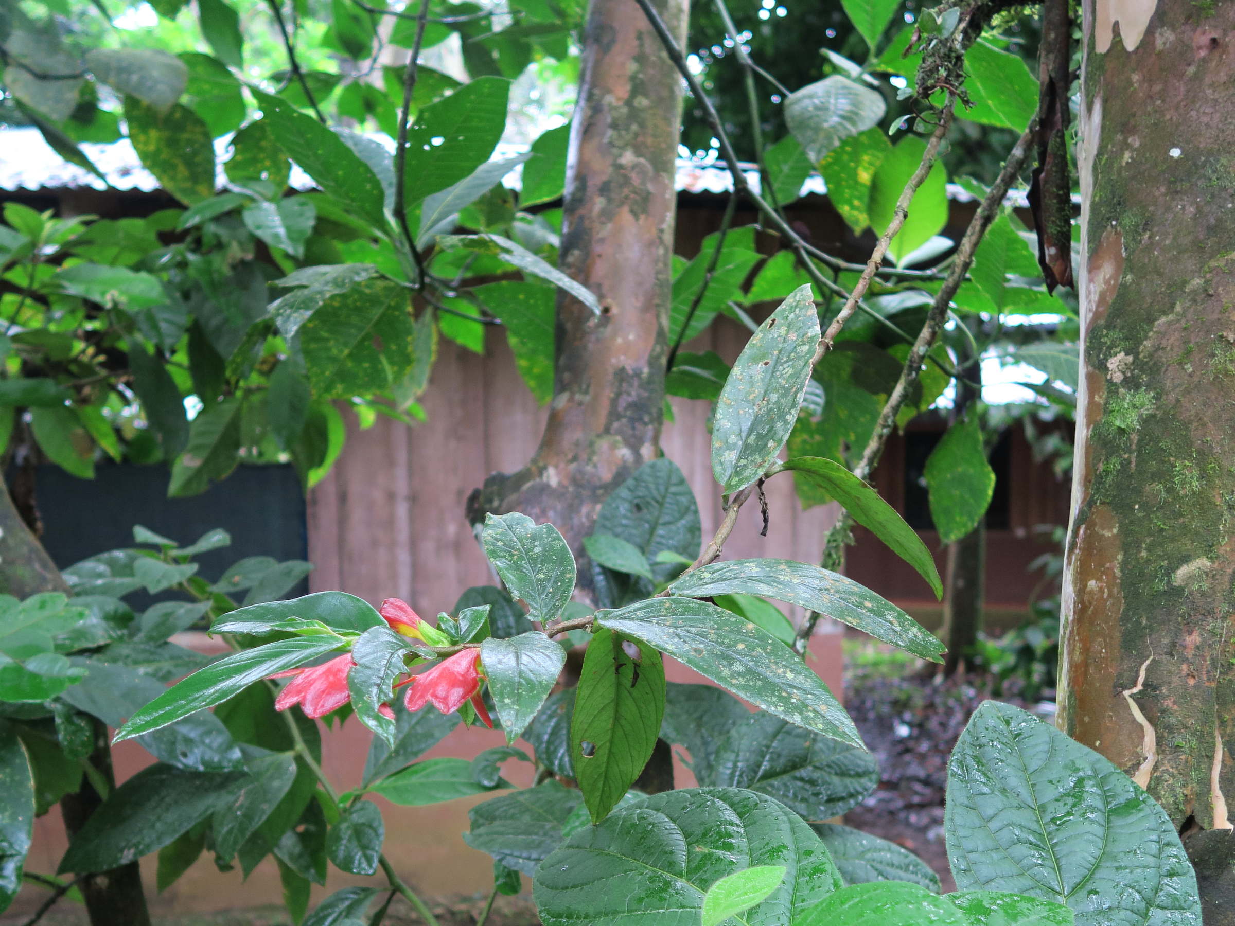 columnea_nicaraguensis1md