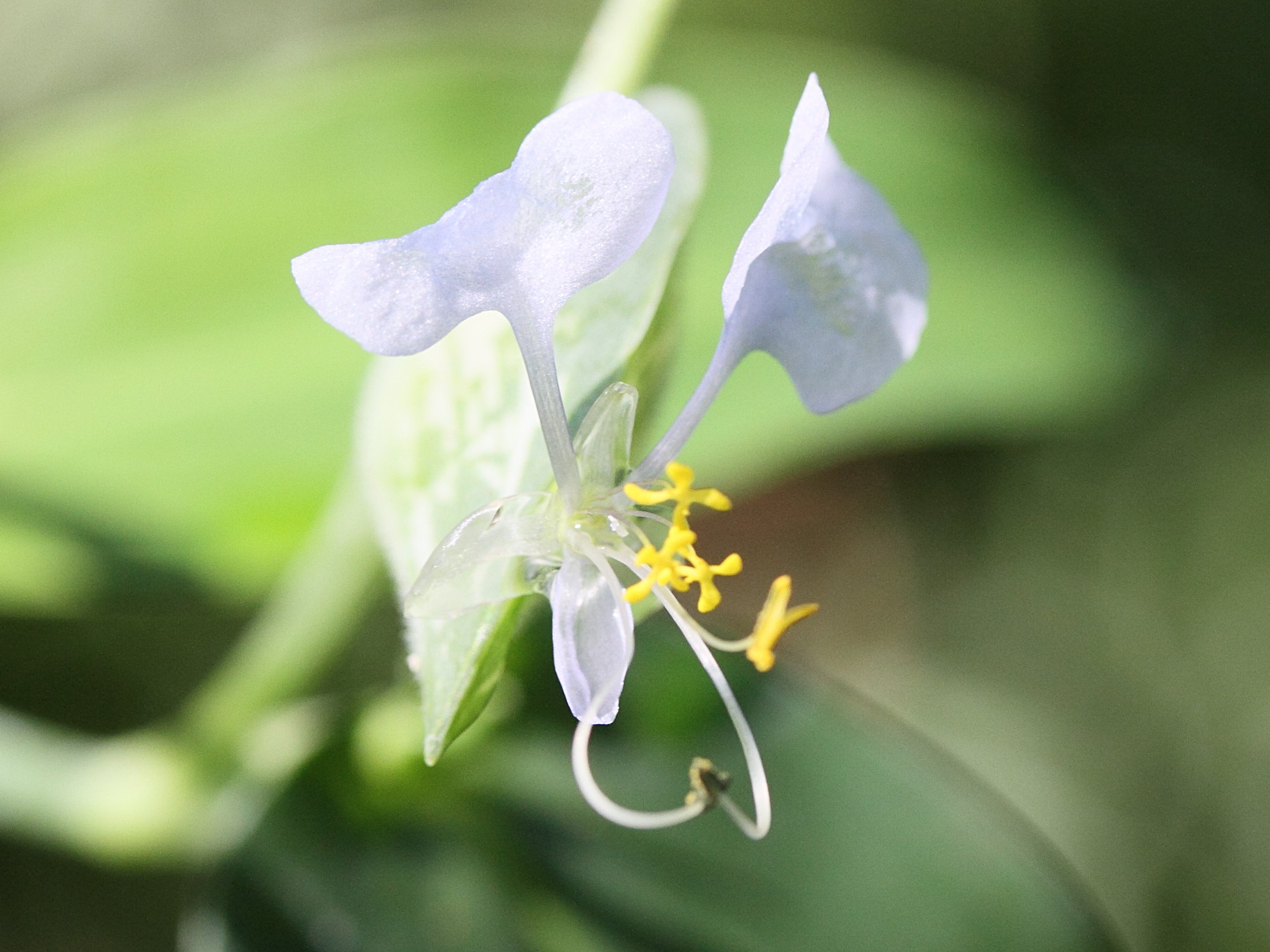 commelina_mascarenica4md