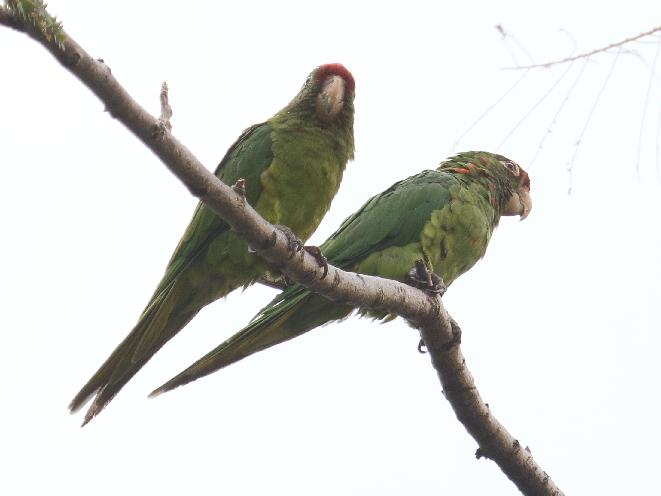 conure_de_finsch_-_psittacara_finschi3bd
