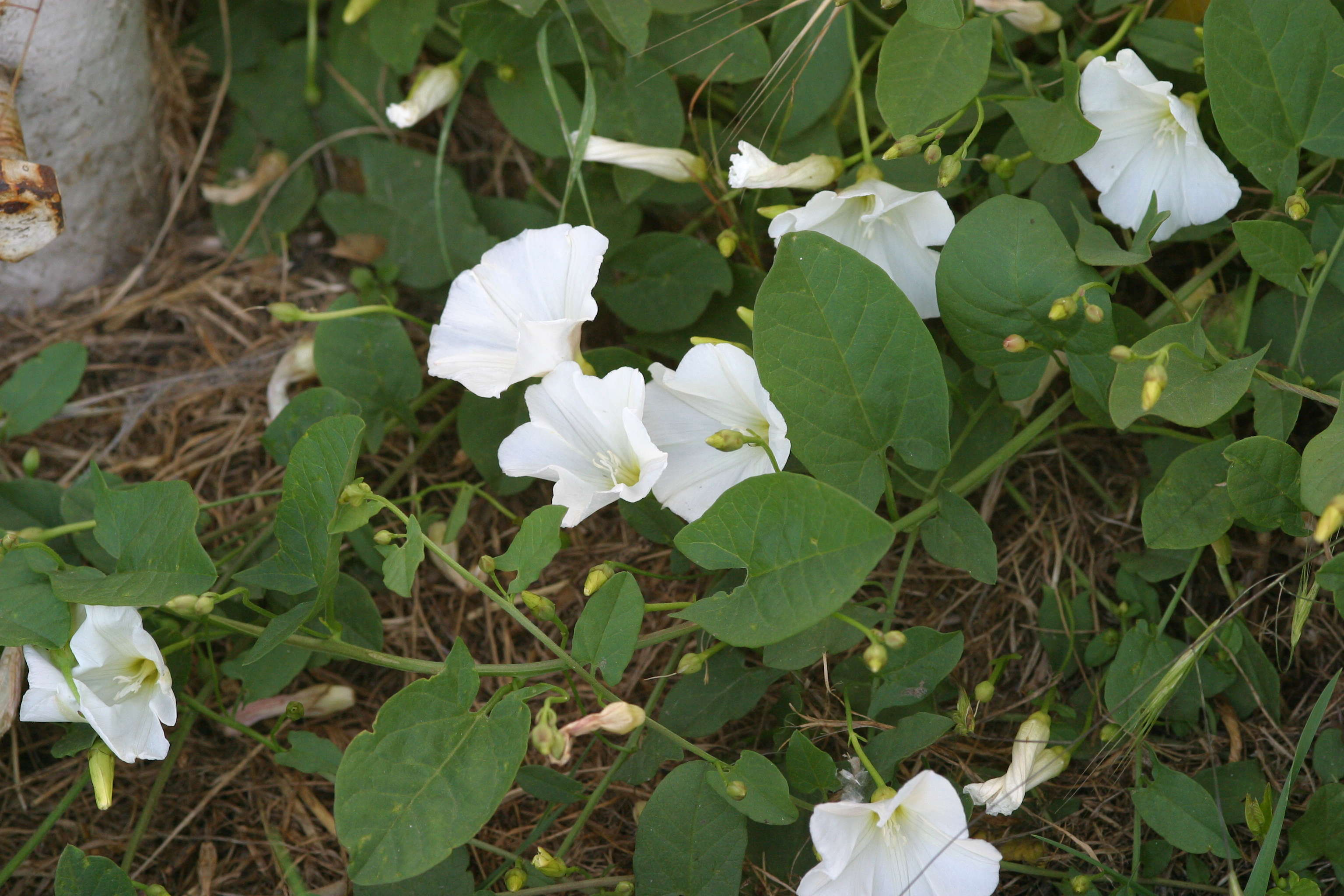 Afficher le média convolvulus_arvensis1bd convolvulus_arvensis1bd