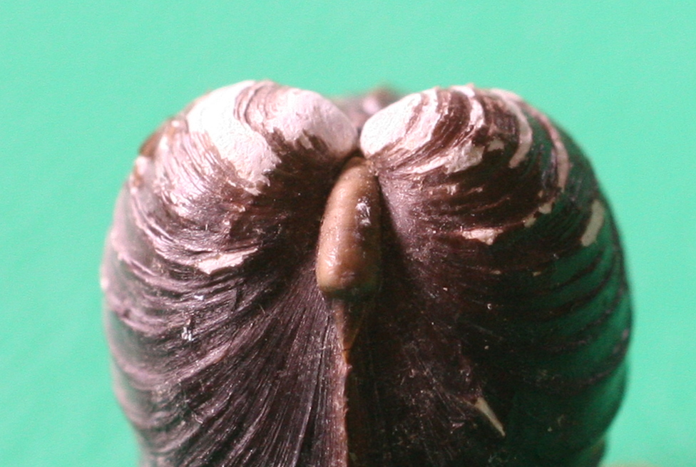 corbicula_fluminea2md