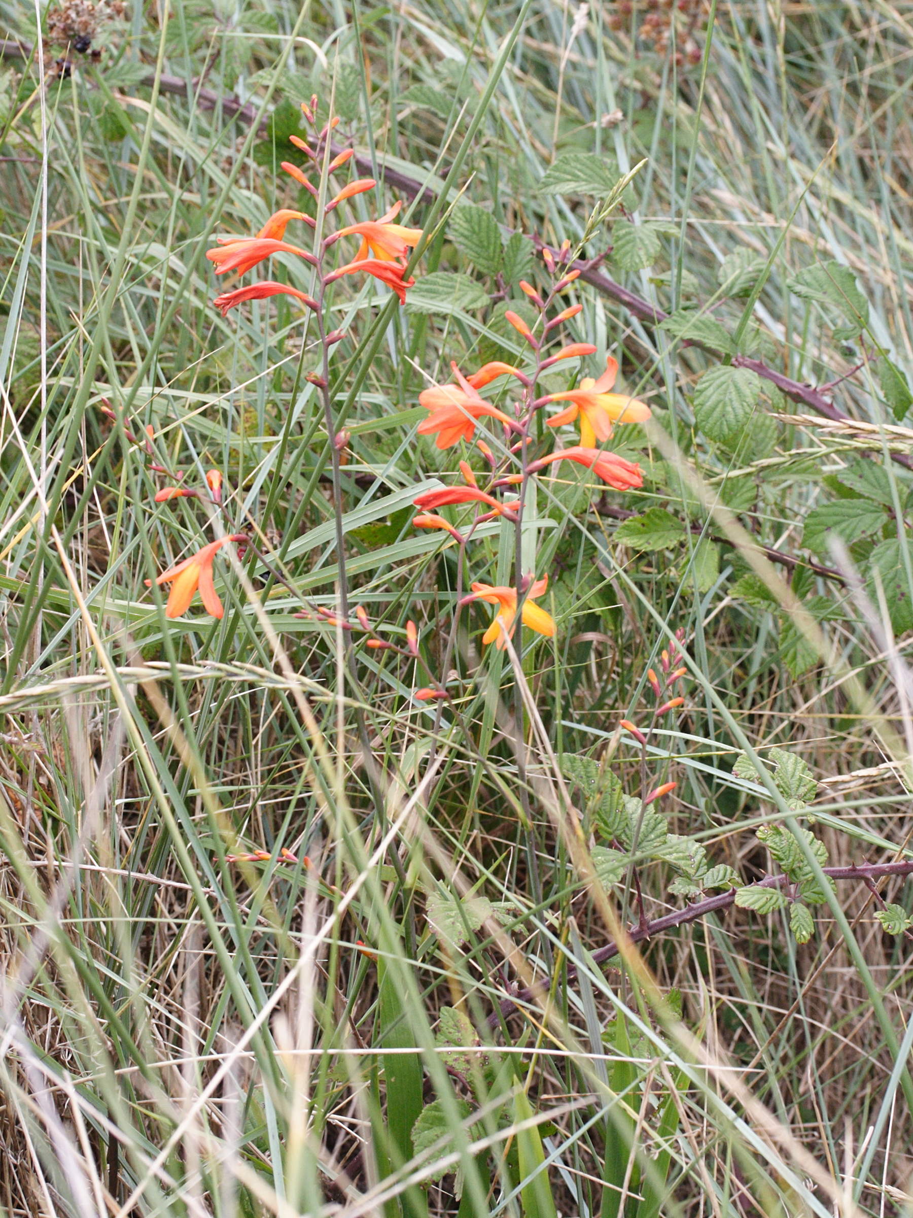 crocosmia_x_crocosmiiflora1md