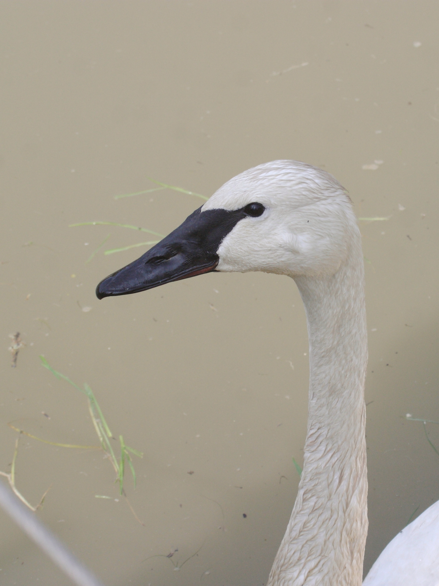 cygne_trompette_-_cygnus_buccinator1bd