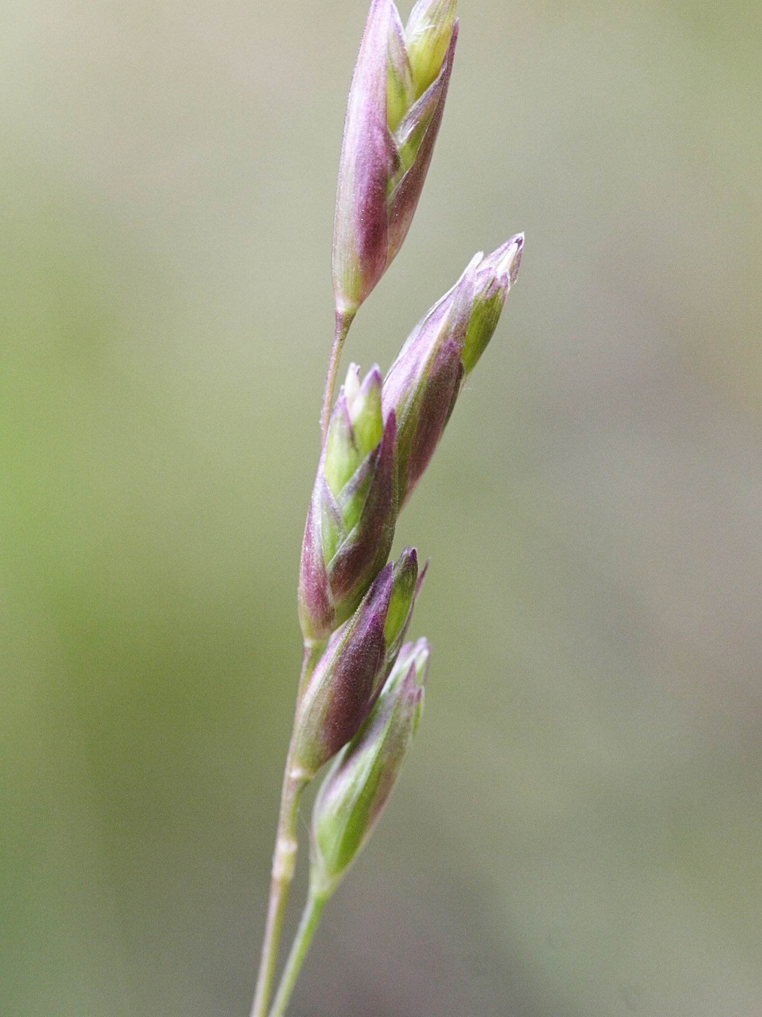 danthonia_decumbens3md