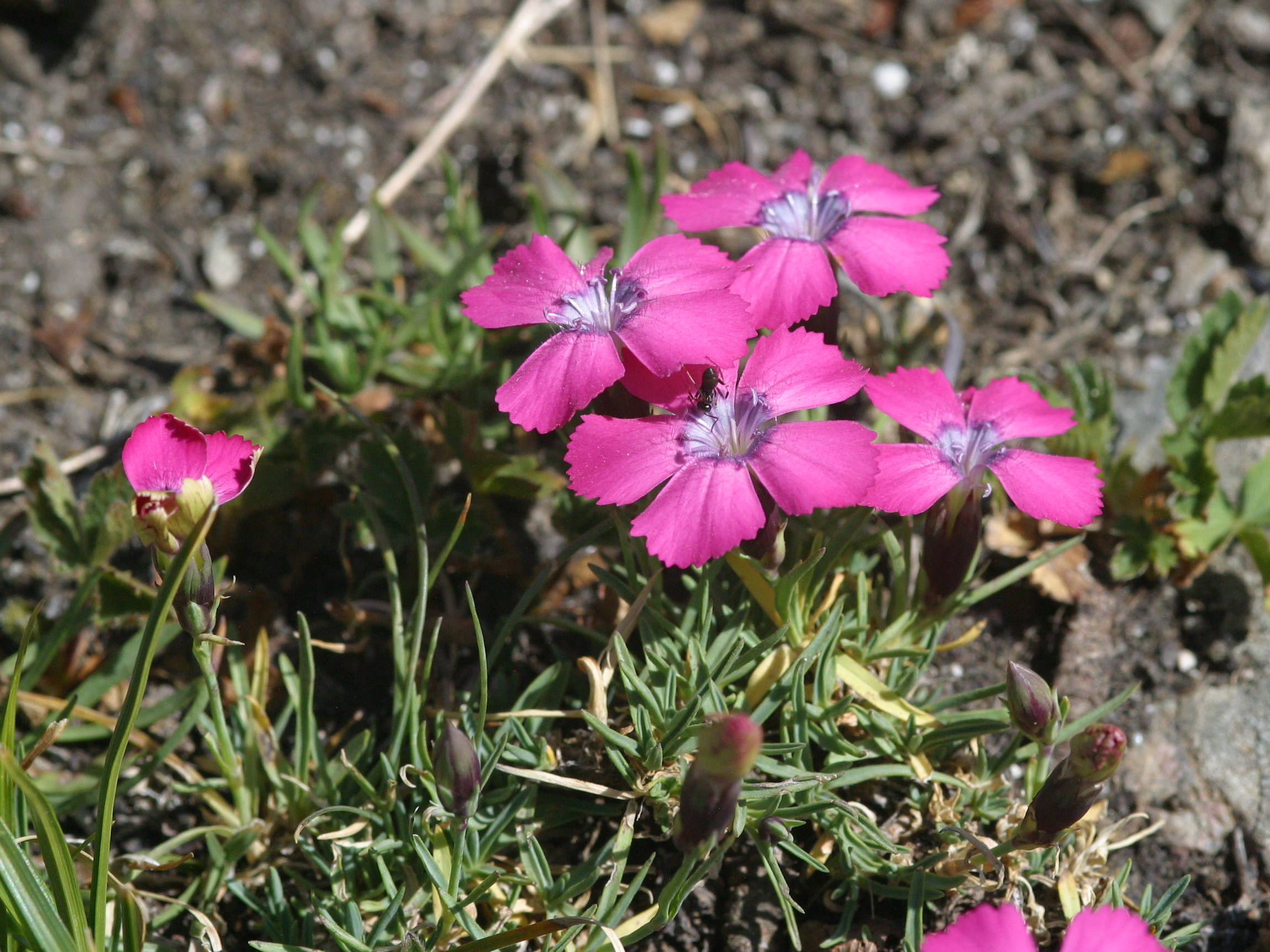 dianthus_deltoides6md