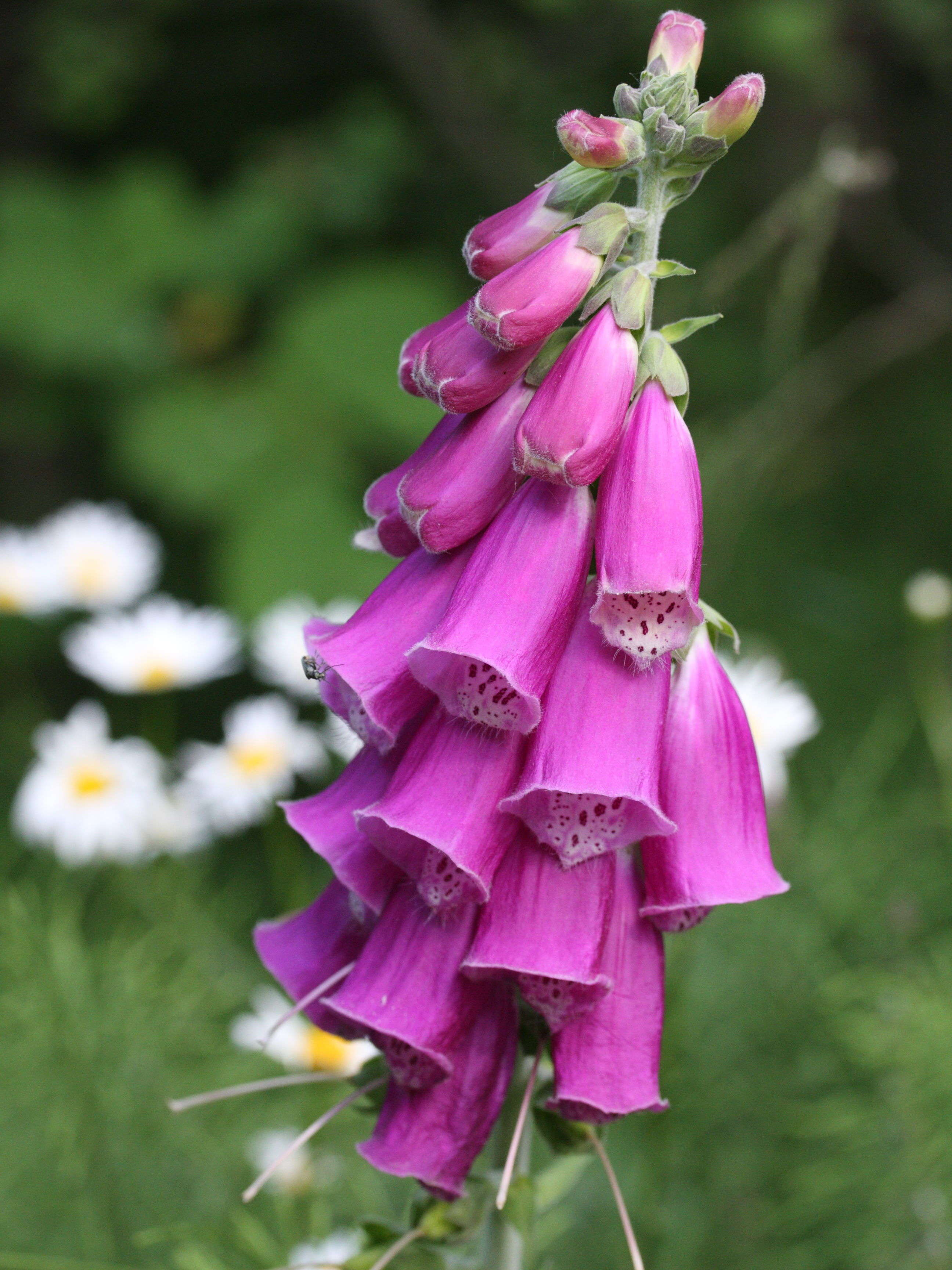 digitalis_purpurea2md