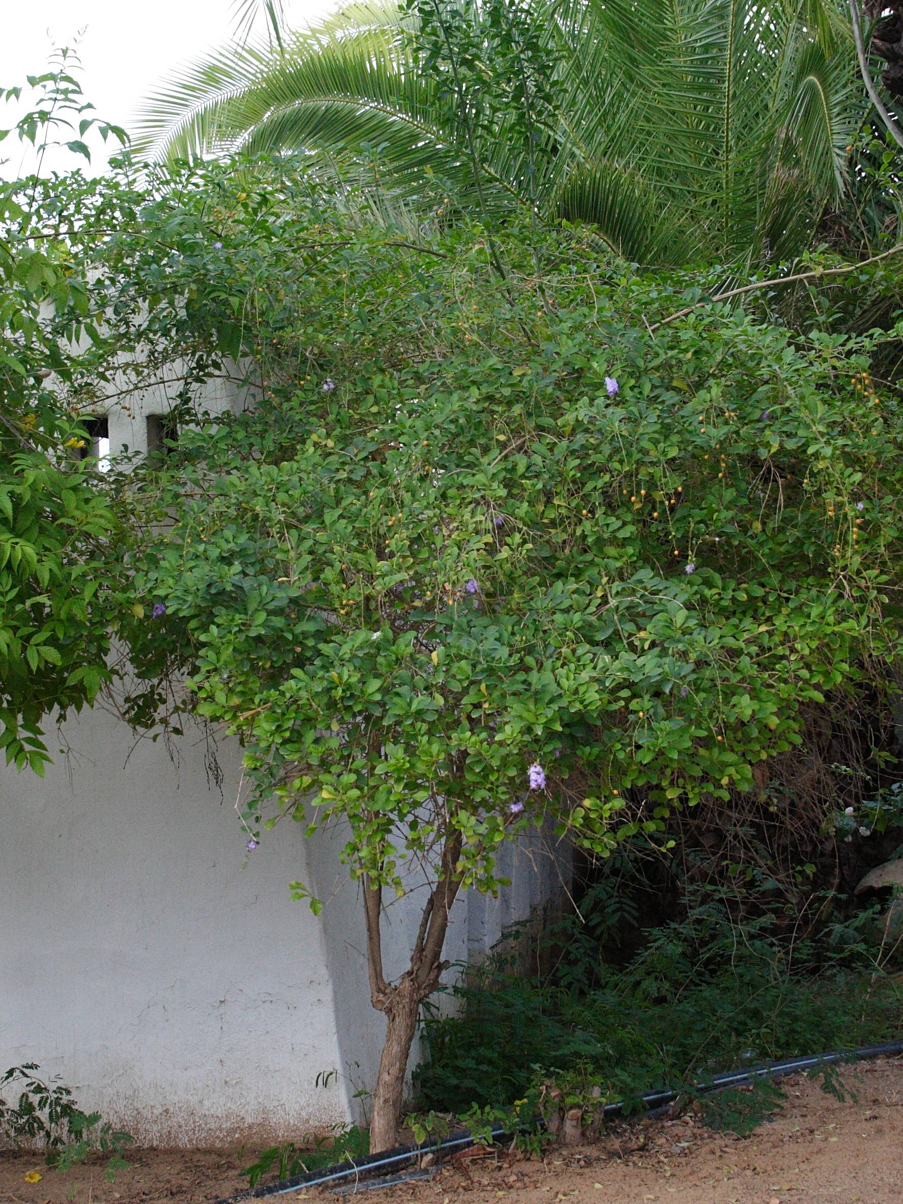 Afficher le média duranta_erecta7bd duranta_erecta7bd