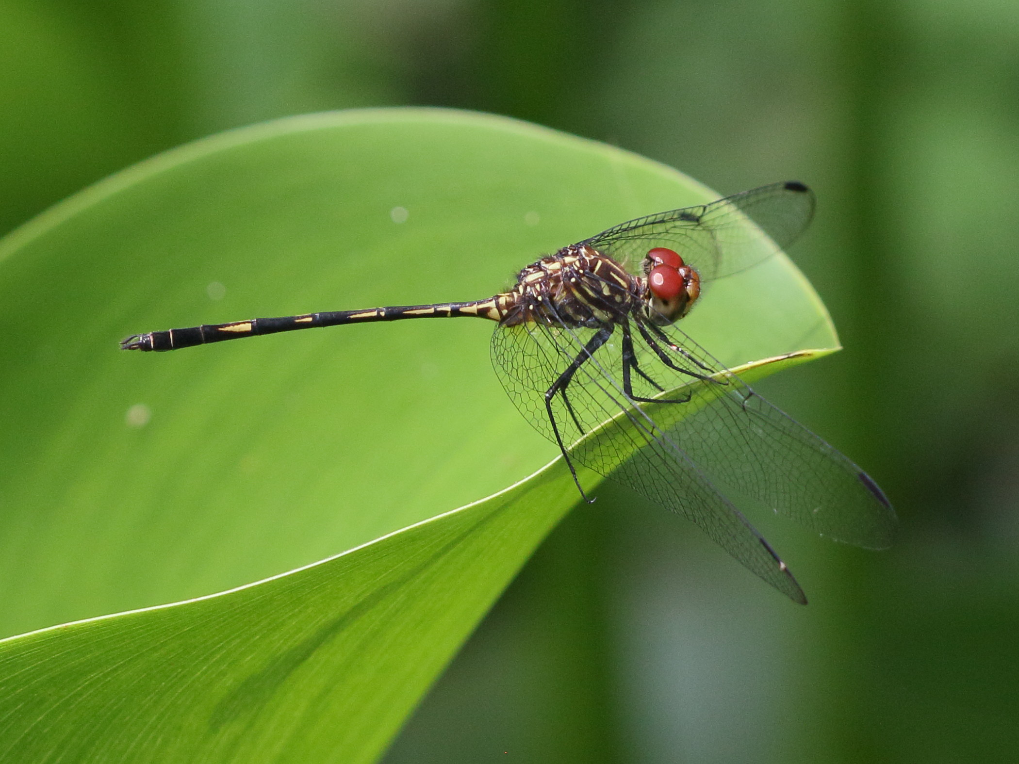 dythemis_sterilis3bd