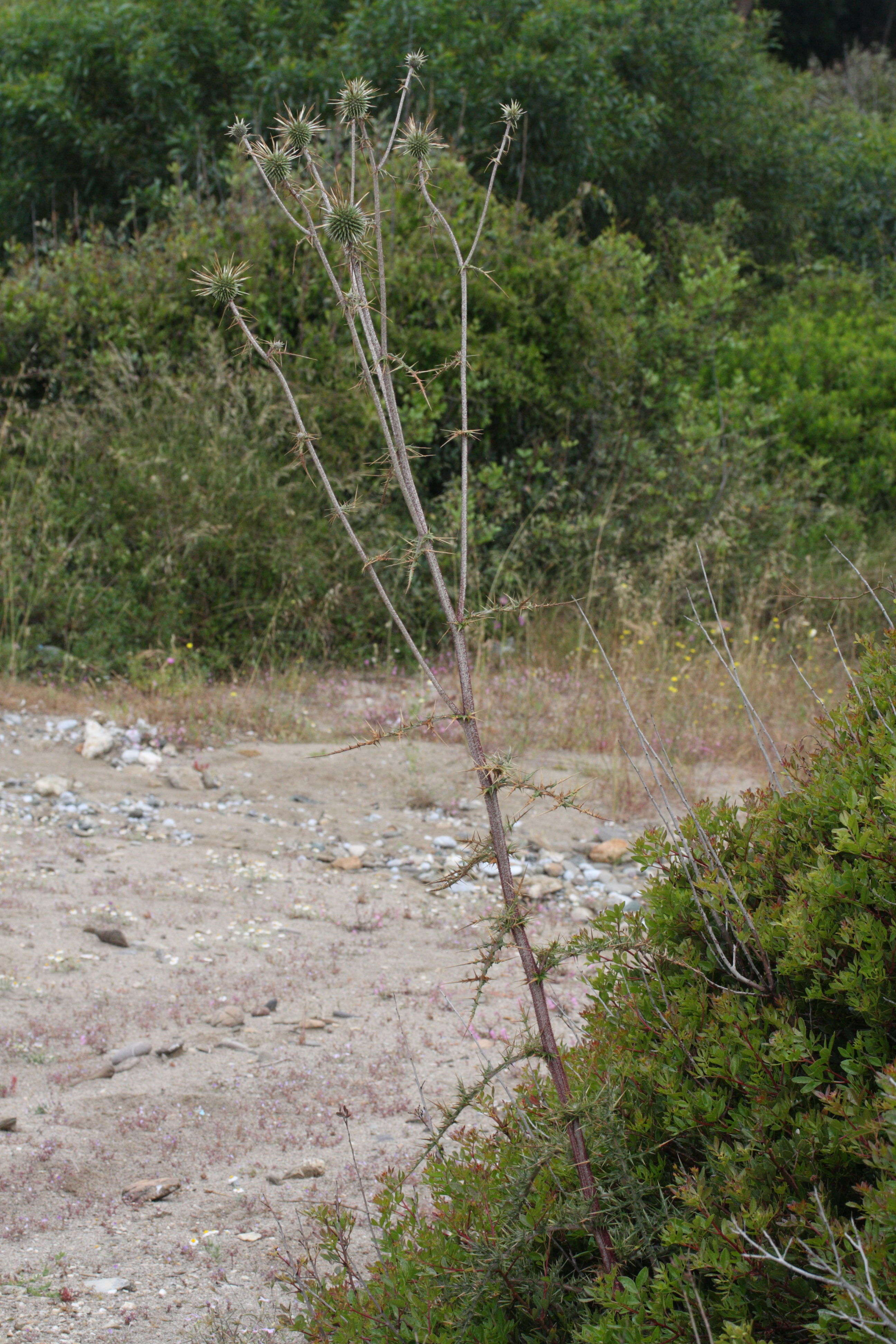 Afficher le média echinops_spinosissimus1md echinops_spinosissimus1md