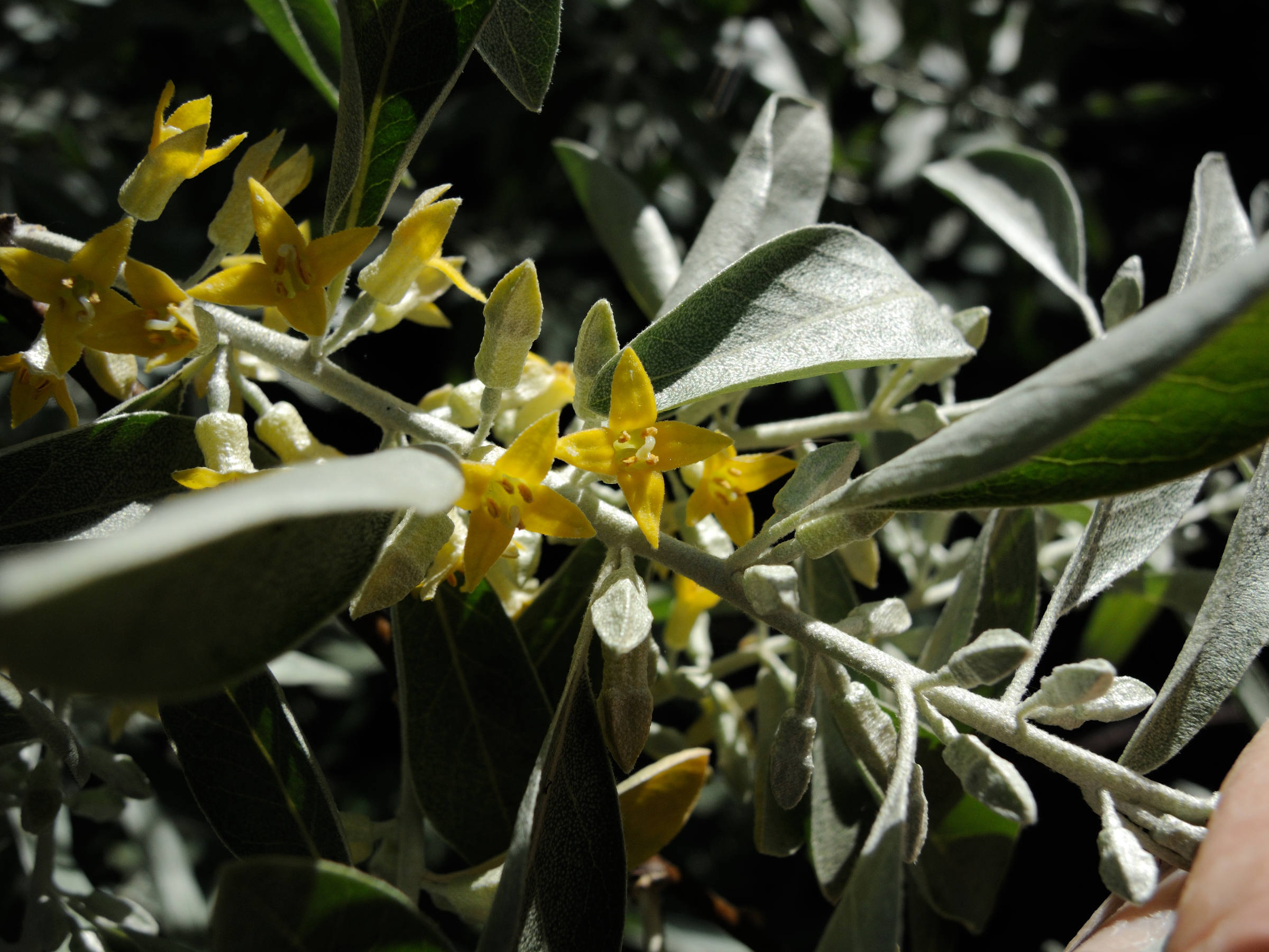 elaeagnus_angustifolia2amd