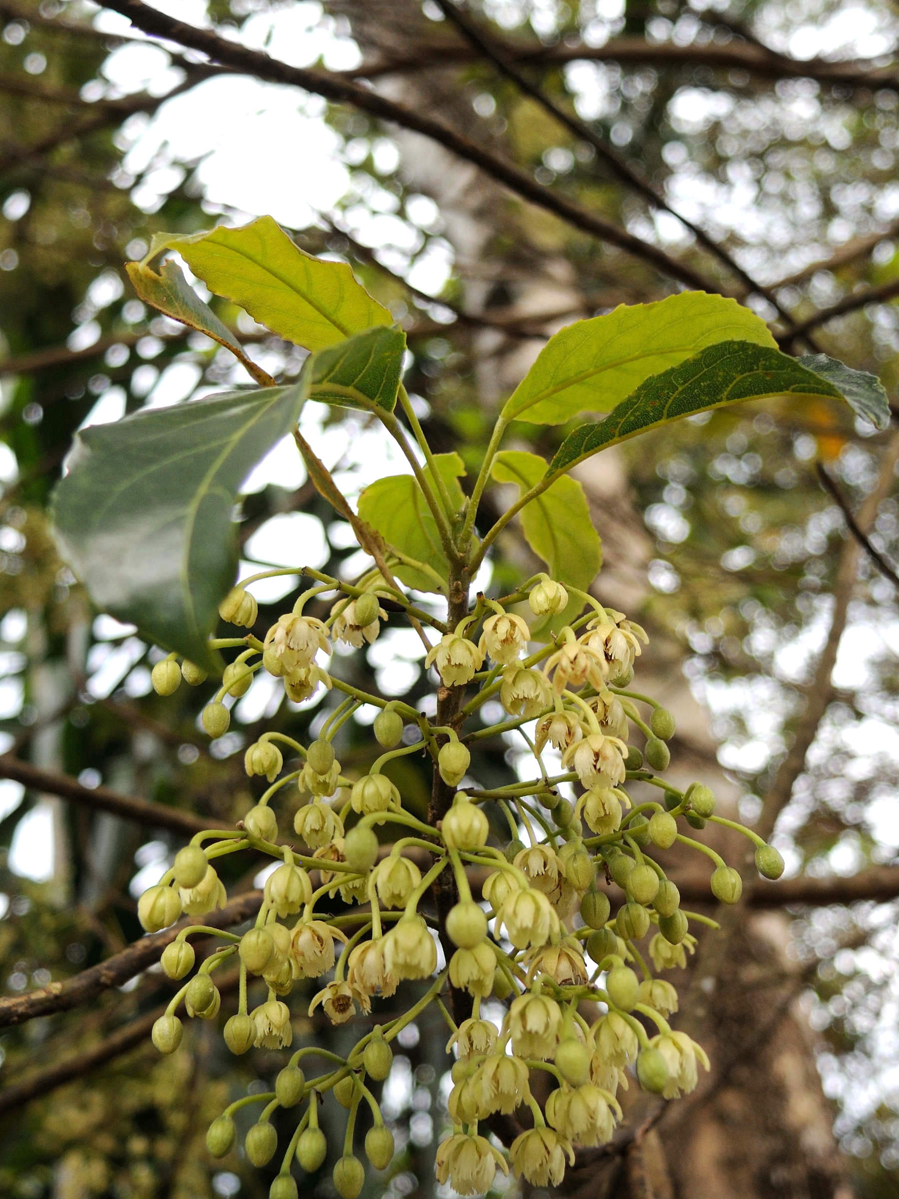 Afficher le média elaeocarpus_hildebrandtii1md elaeocarpus_hildebrandtii1md