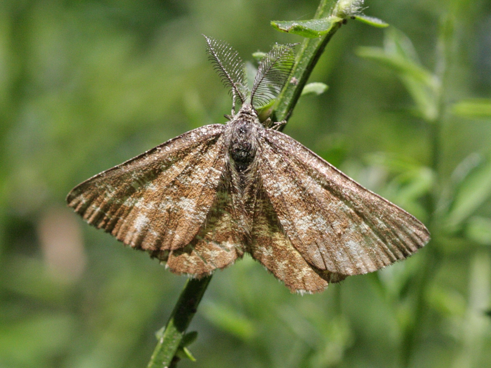 ematurga_atomaria4bd