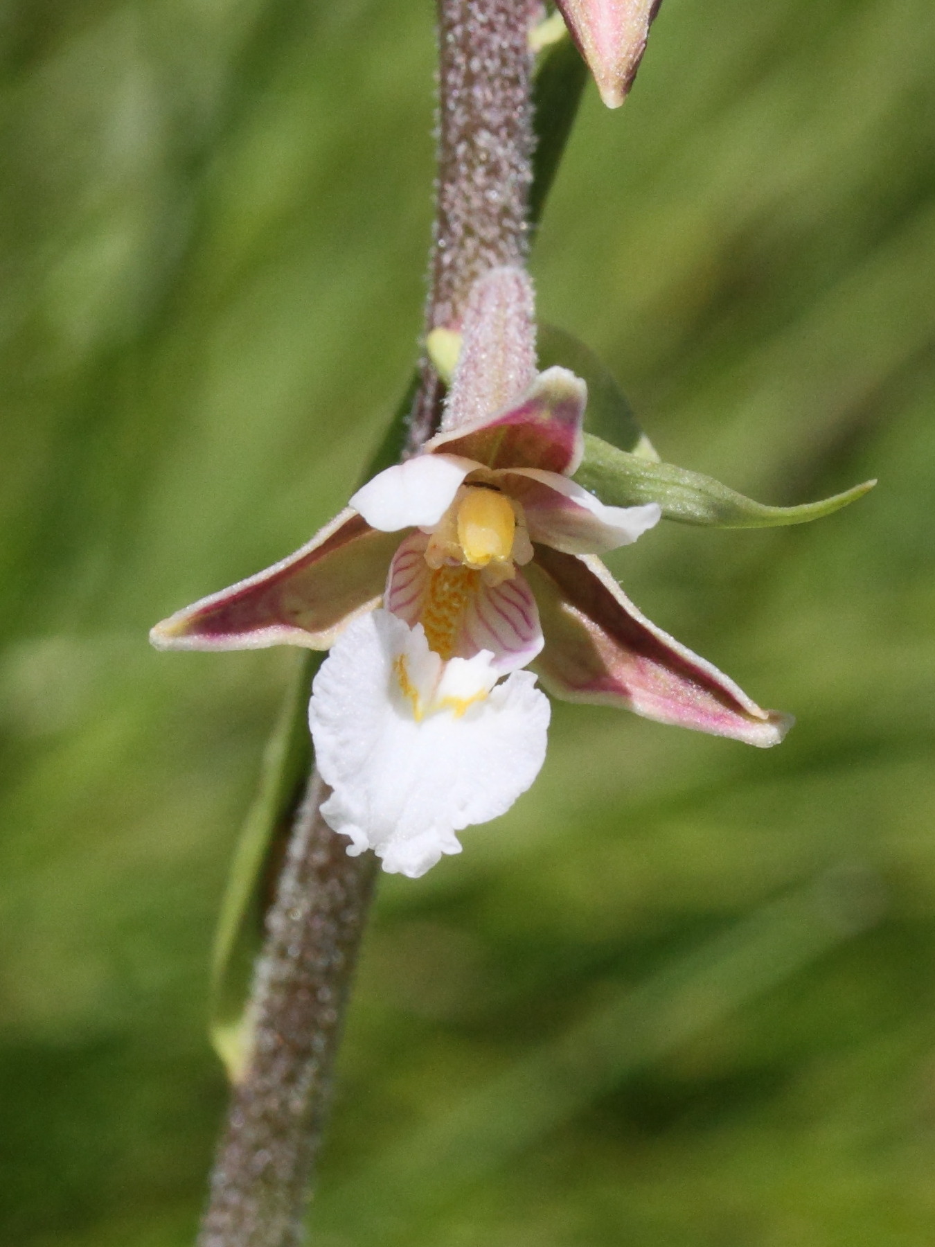 epipactis_palustris5md