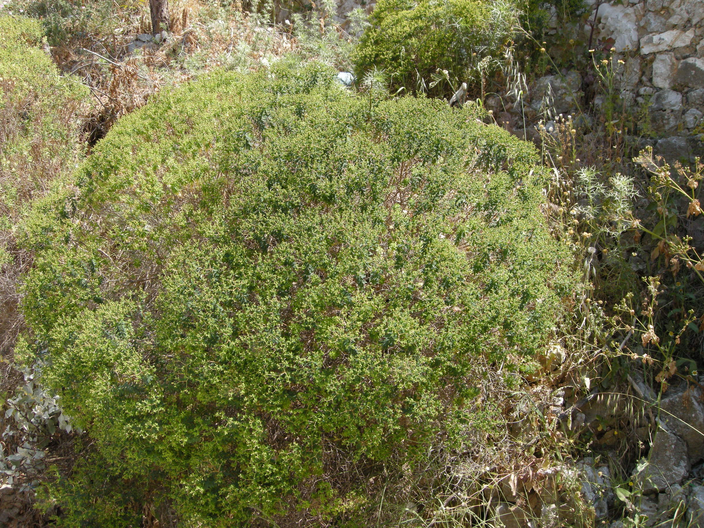 Euphorbia_acanthothamnos
