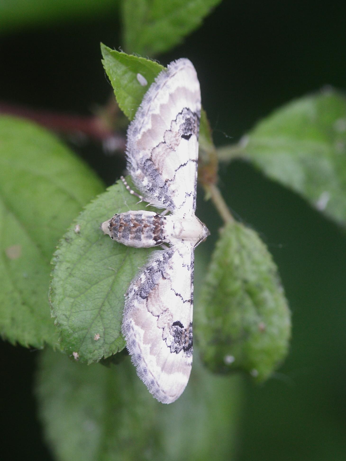 eupithecia_centaureata1bd