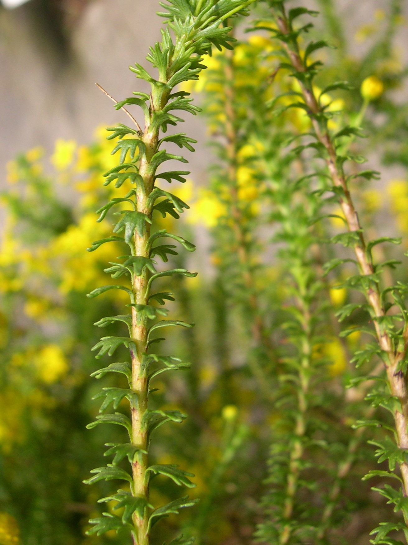 euryops_virgineus3md