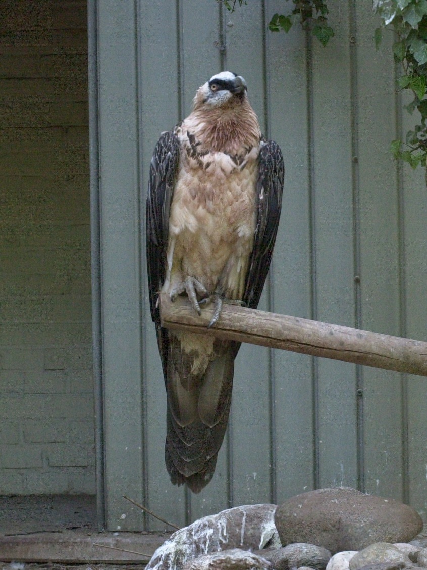 gypaete_barbu_-_gypaetus_barbatus1md