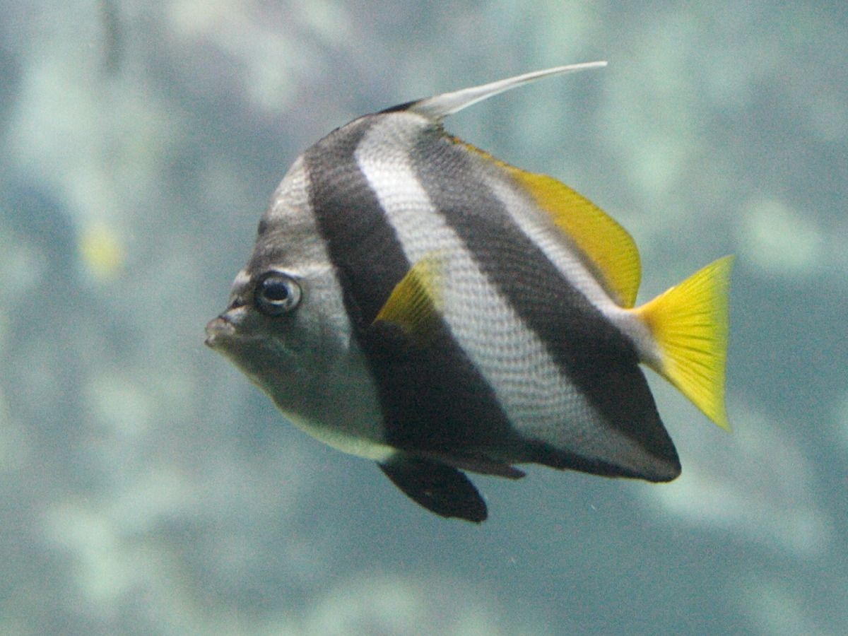 heniochus_acuminatus2md