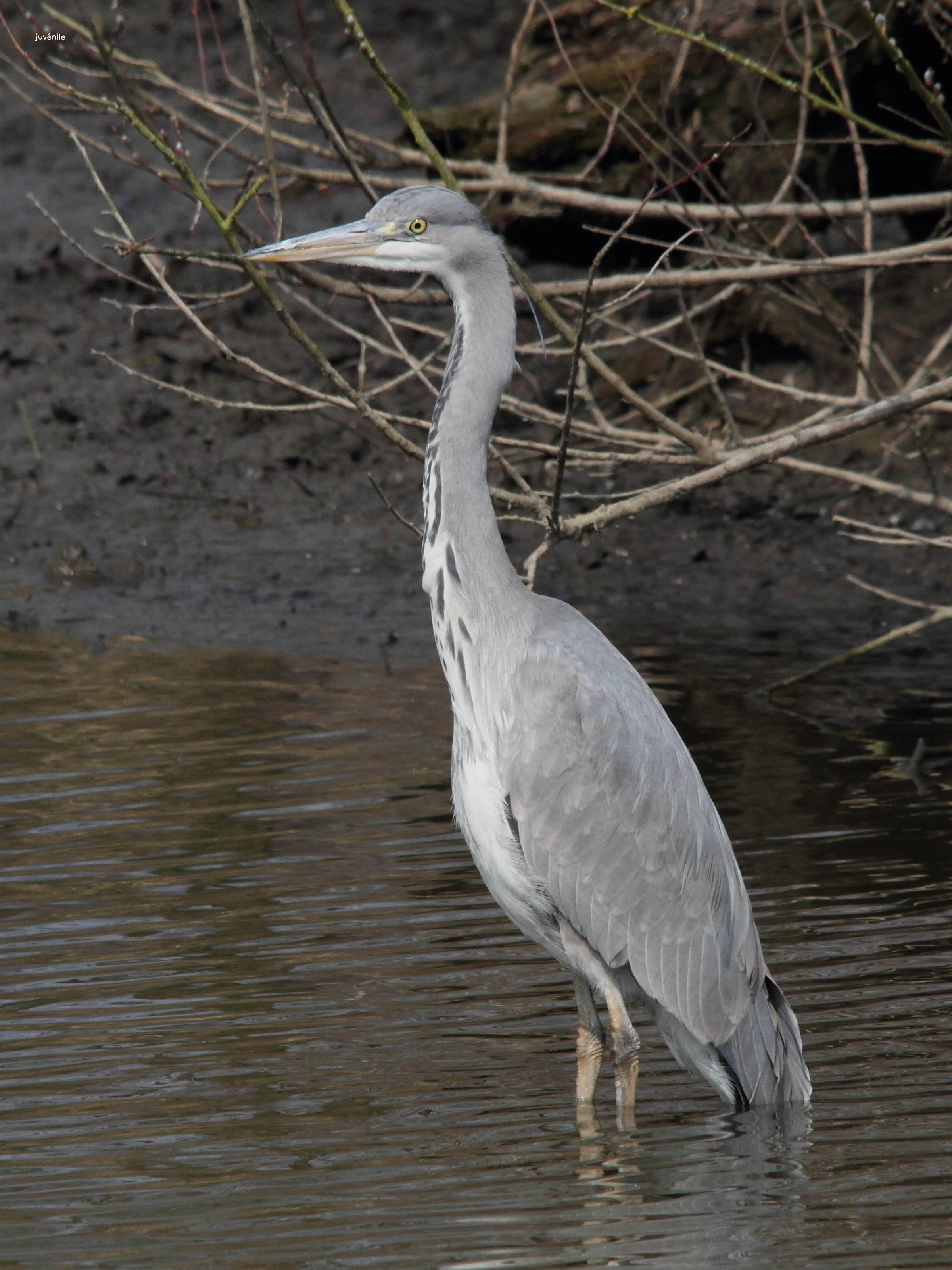 heron_cendre_-_ardea_cinerea1md