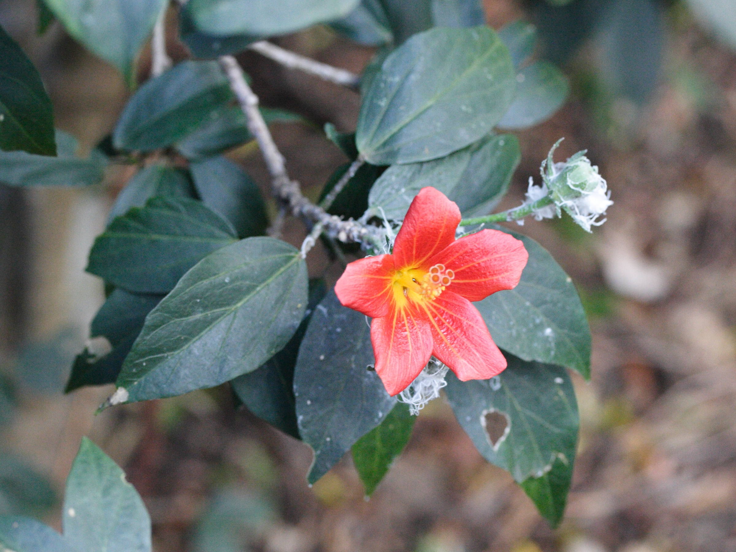 hibiscus_boryanus1md