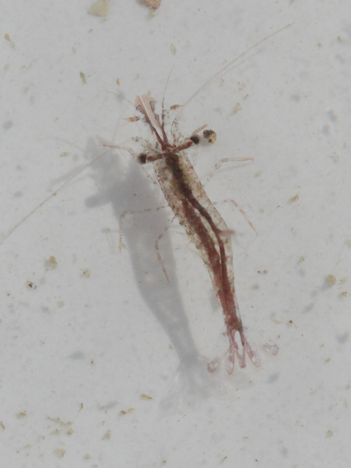 hippolyte_varians1md