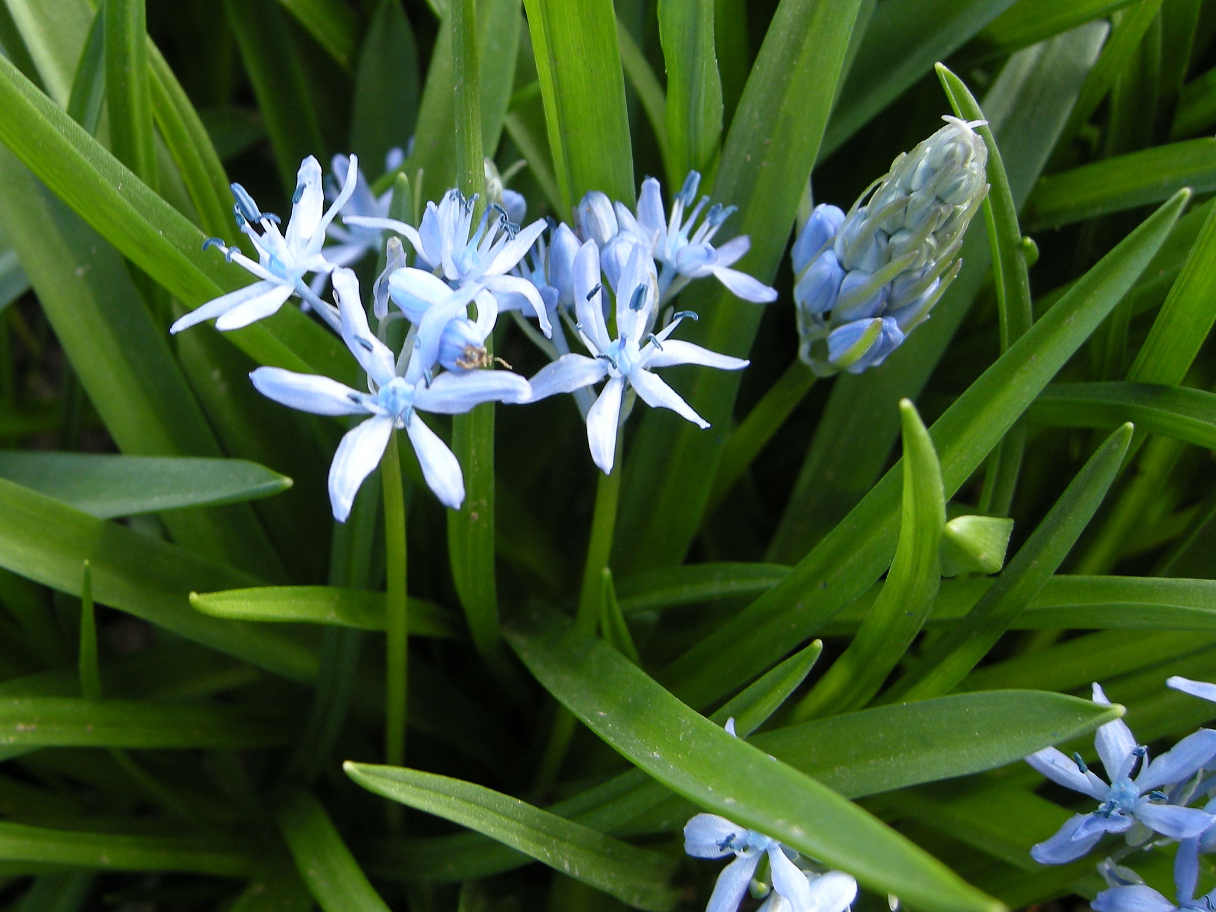 hyacinthoides_italica2md