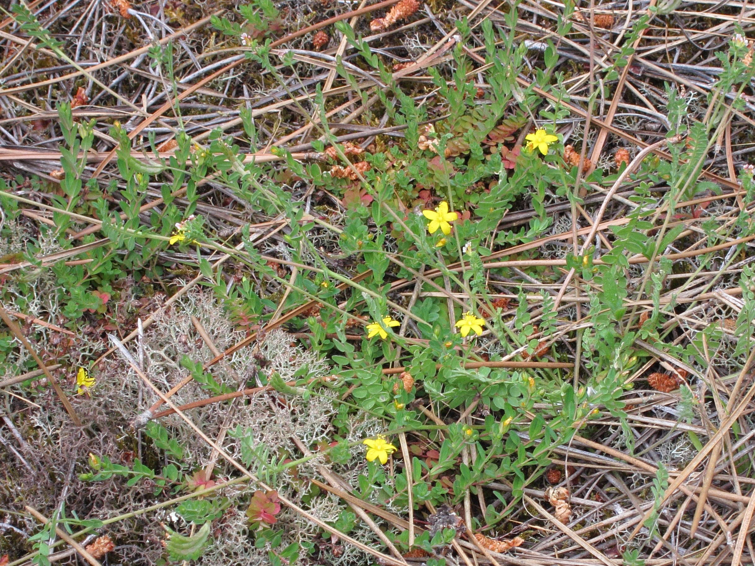 Afficher le média hypericum_humifusum1bd hypericum_humifusum1bd