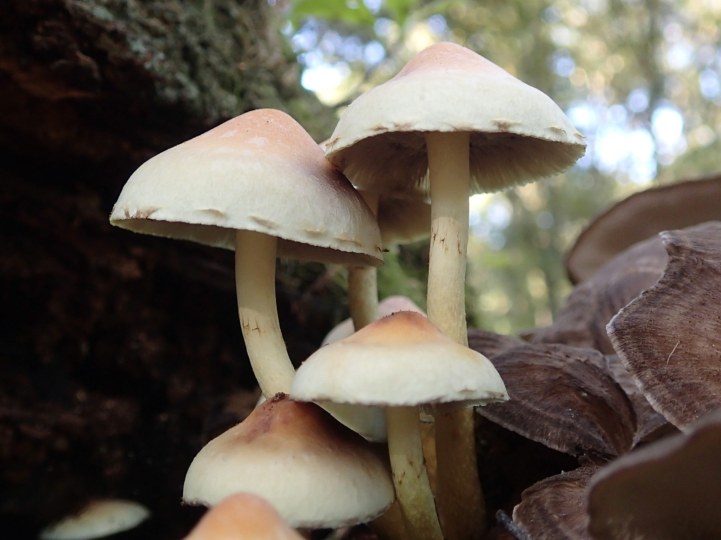 Afficher le média hypholoma_fasciculare7md hypholoma_fasciculare7md