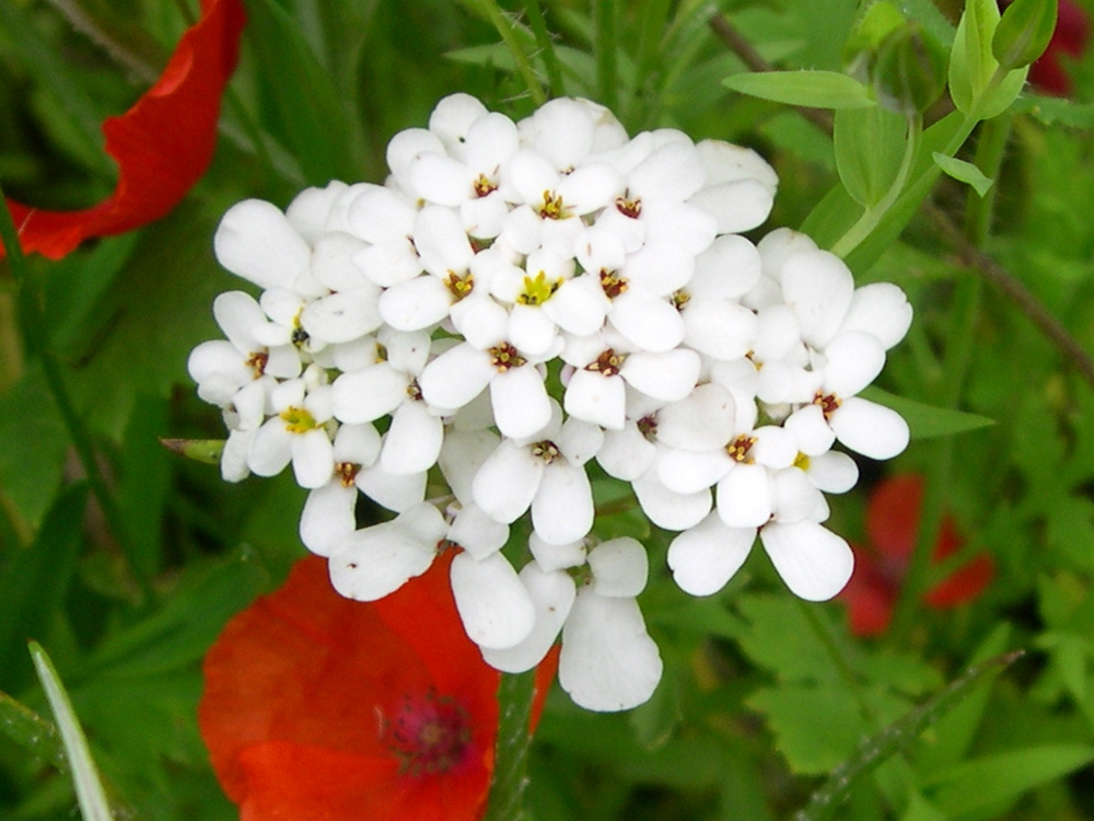 Afficher le média iberis_umbellata3md iberis_umbellata3md