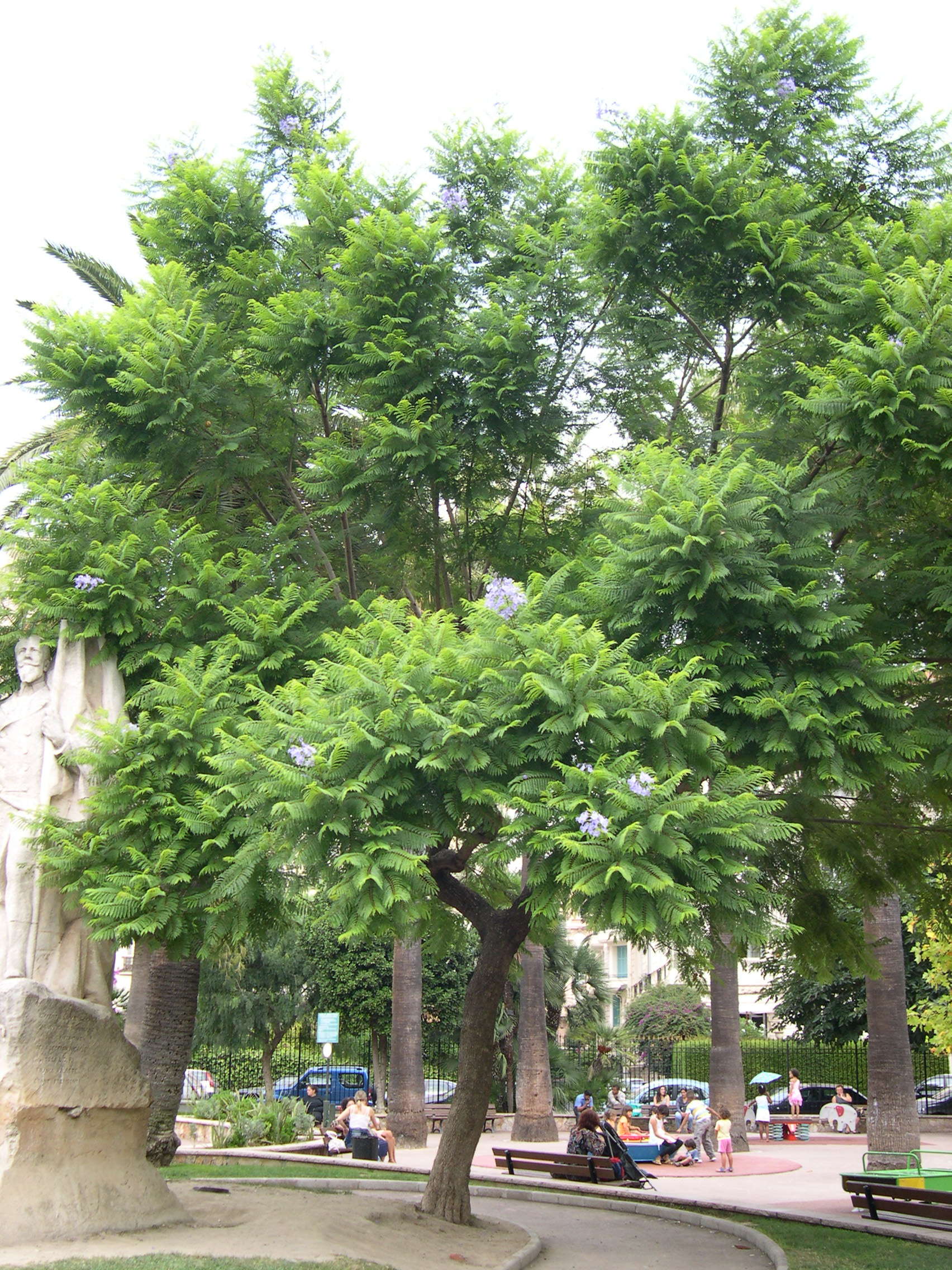 Afficher le média jacaranda_mimosifolia1md jacaranda_mimosifolia1md