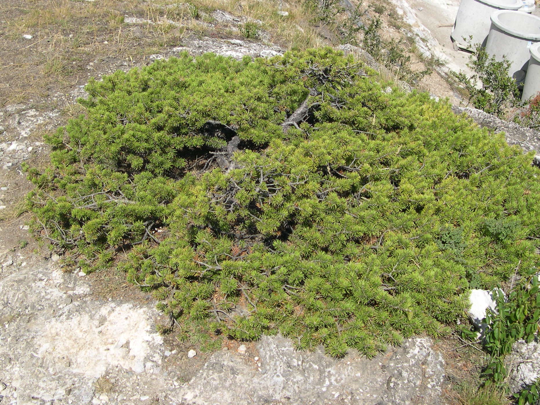 Afficher le média juniperus_sibirica2md juniperus_sibirica2md