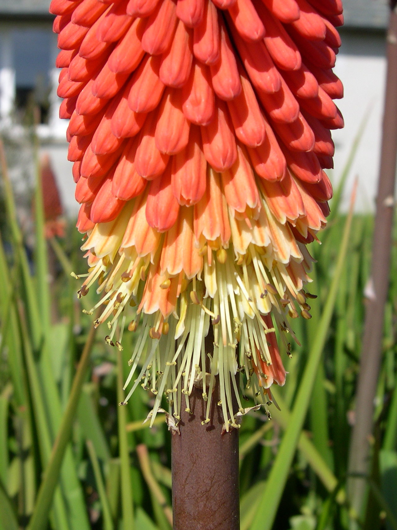 kniphofia_sp2md