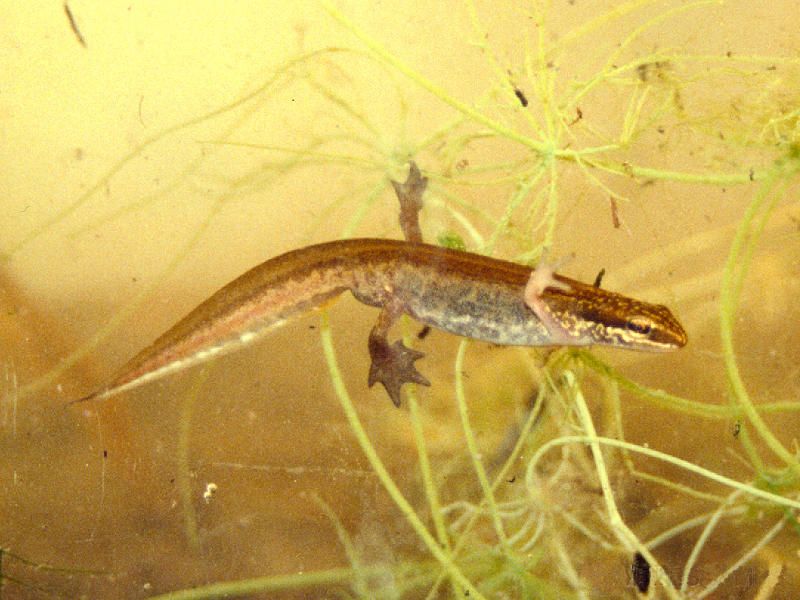 lissotriton_helveticus4md