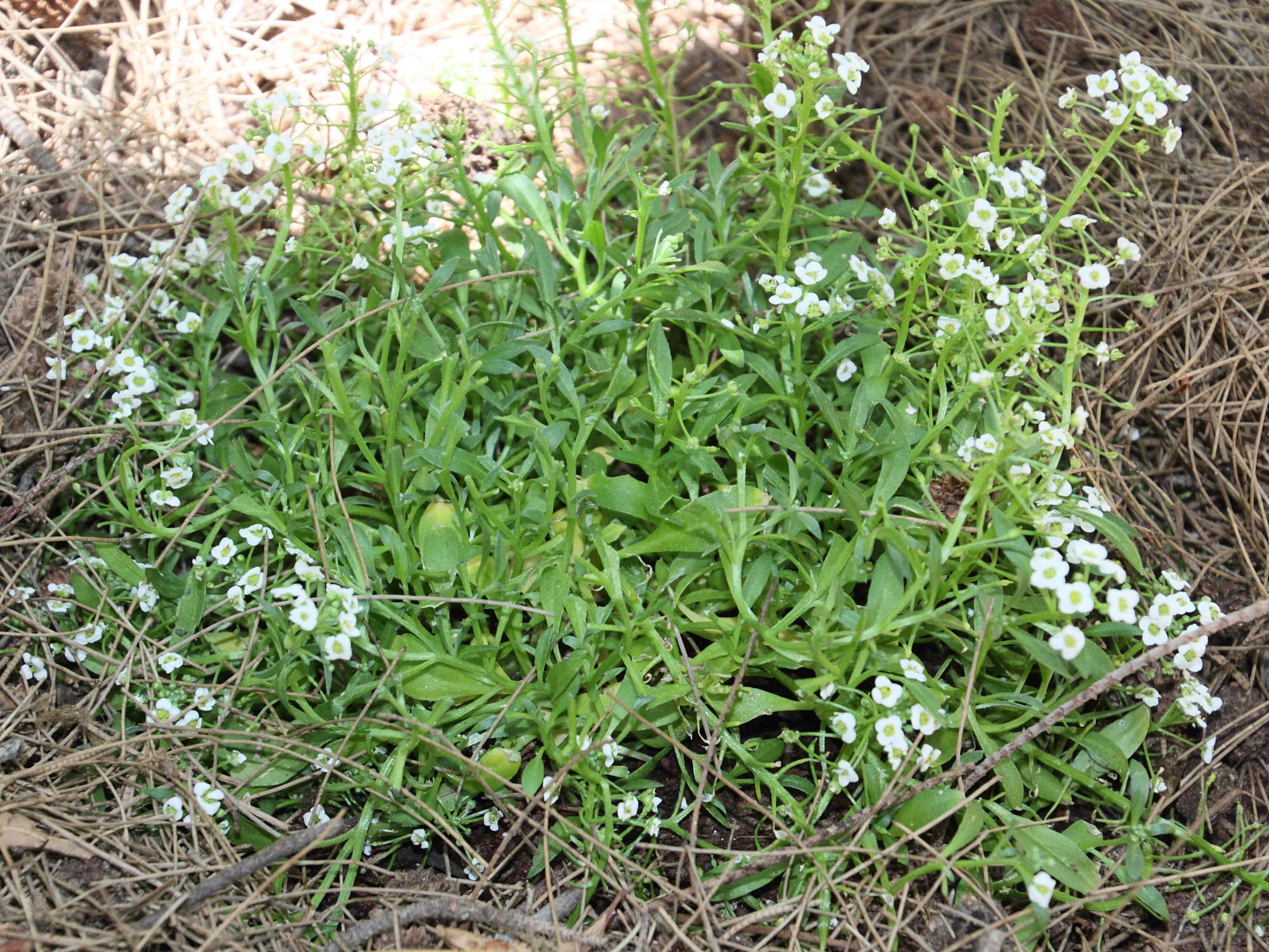 Afficher le média Lobularia_canariensis Lobularia_canariensis