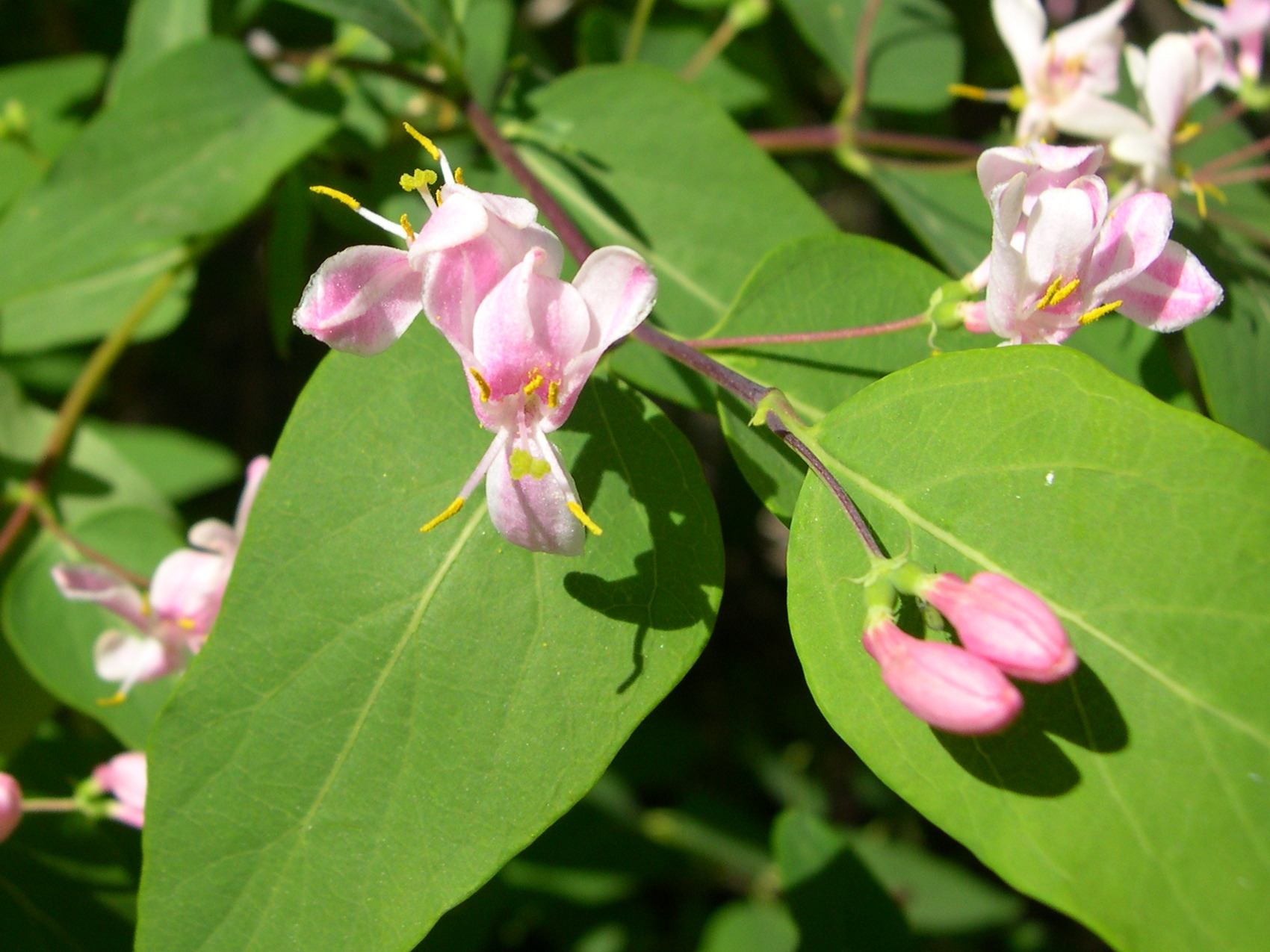 Afficher le média lonicera_tatarica1md lonicera_tatarica1md