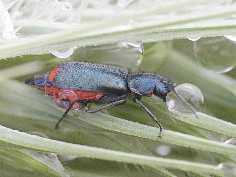 Afficher le média malachius_bipustulatus2md malachius_bipustulatus2md