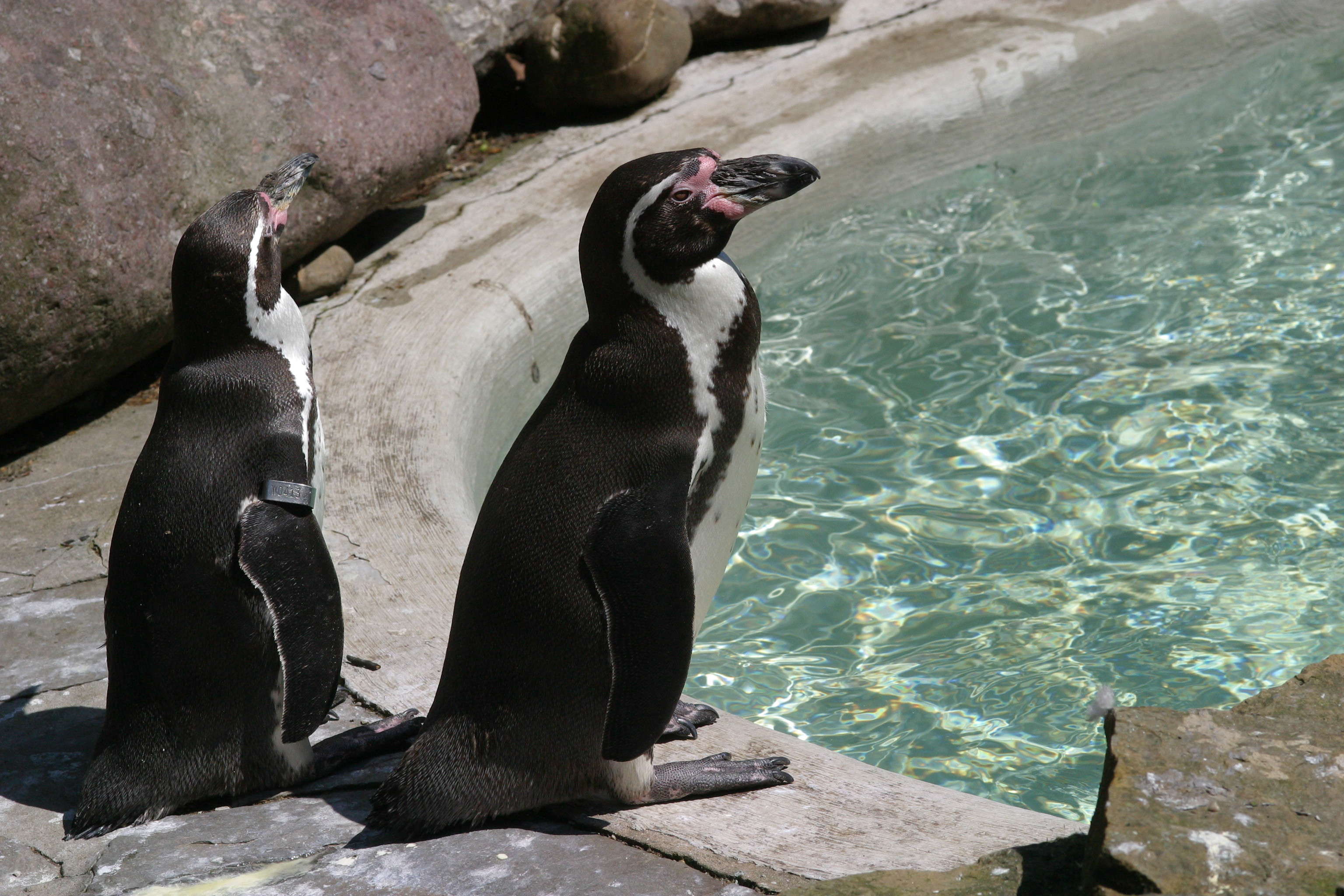 Afficher le média manchot_de_humboldt_-_spheniscus_humboldti4bd manchot_de_humboldt_-_spheniscus_humboldti4bd