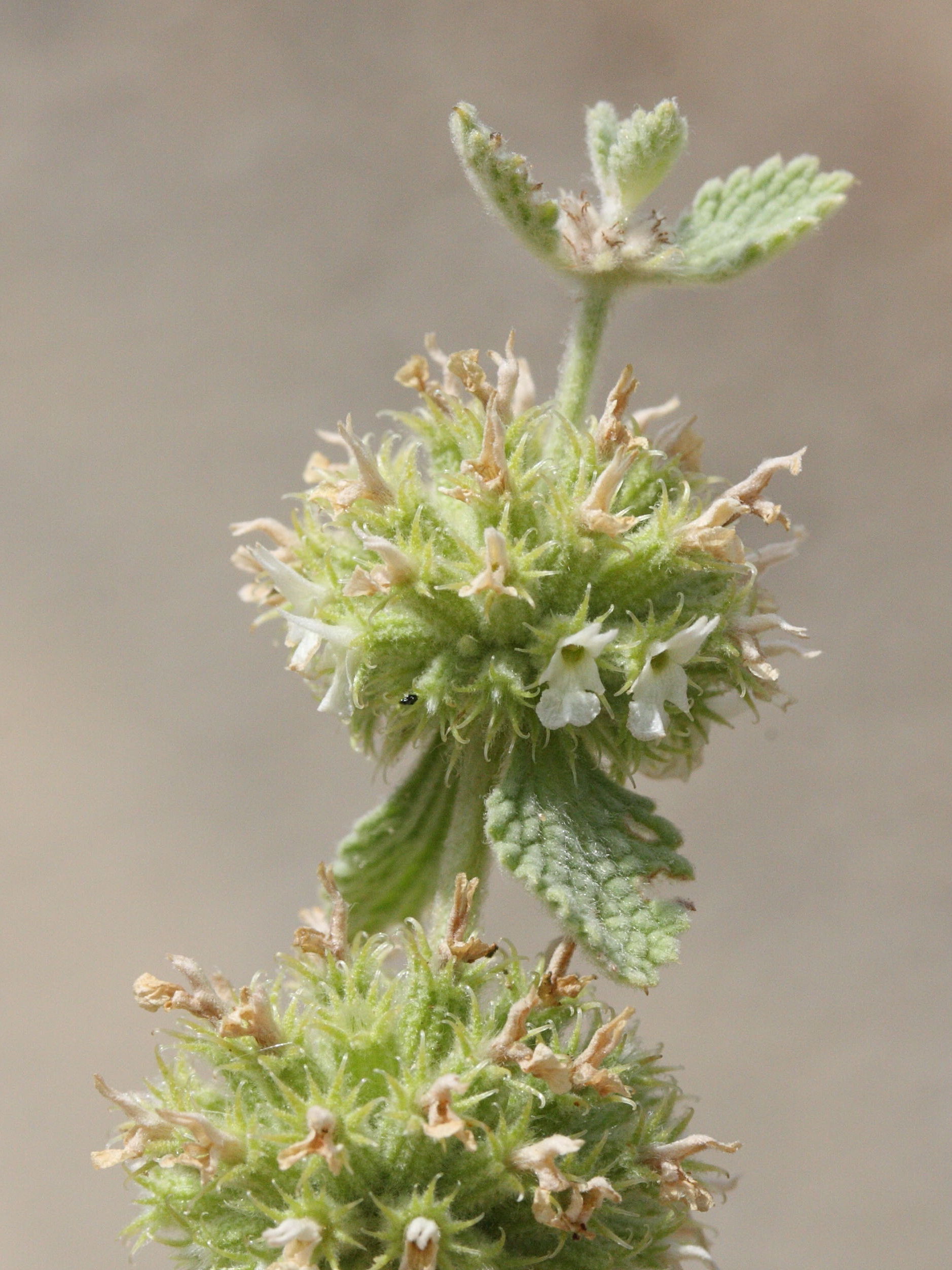 marrubium_vulgare3md