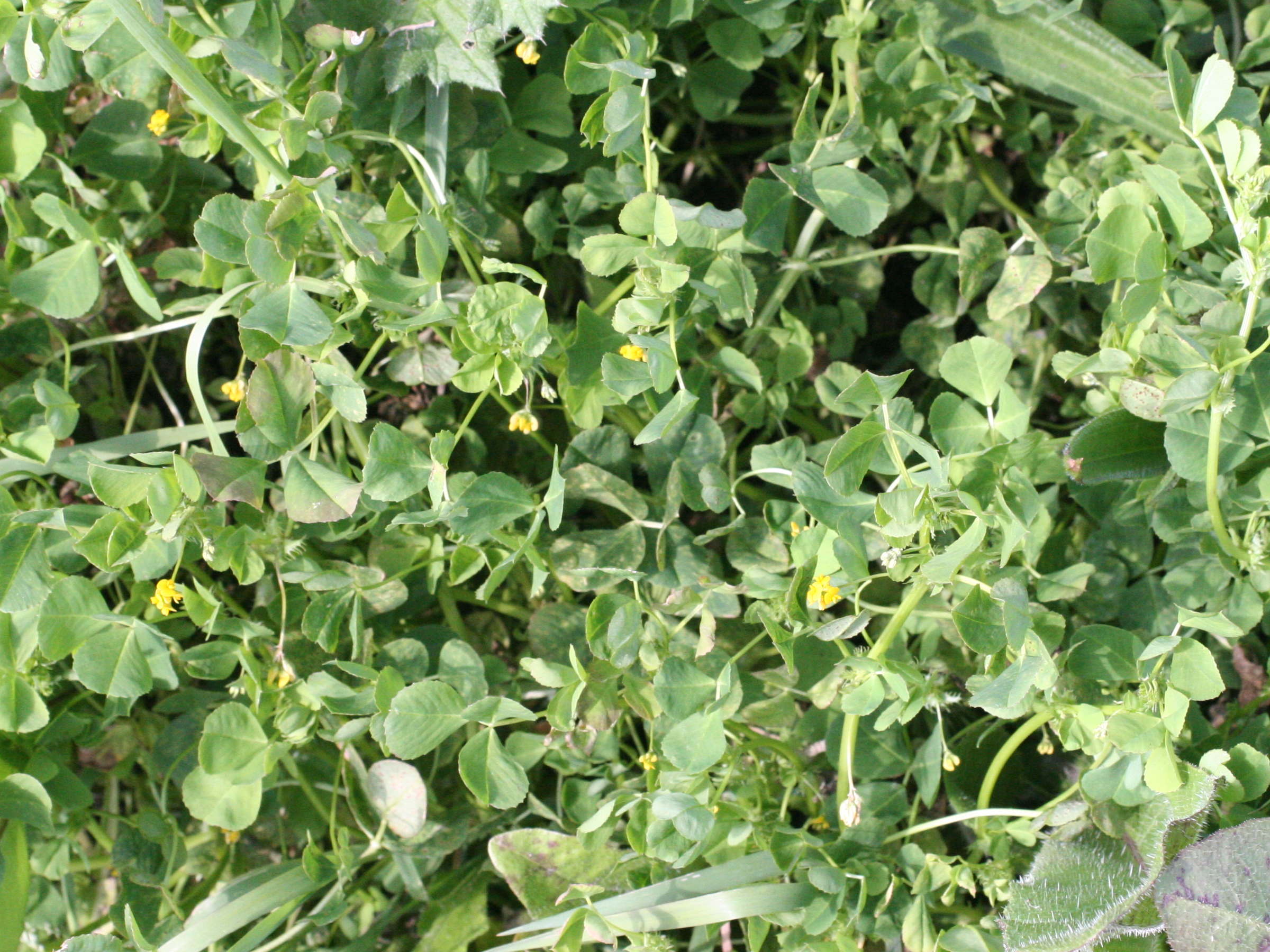 Afficher le média medicago_lupulina1md medicago_lupulina1md