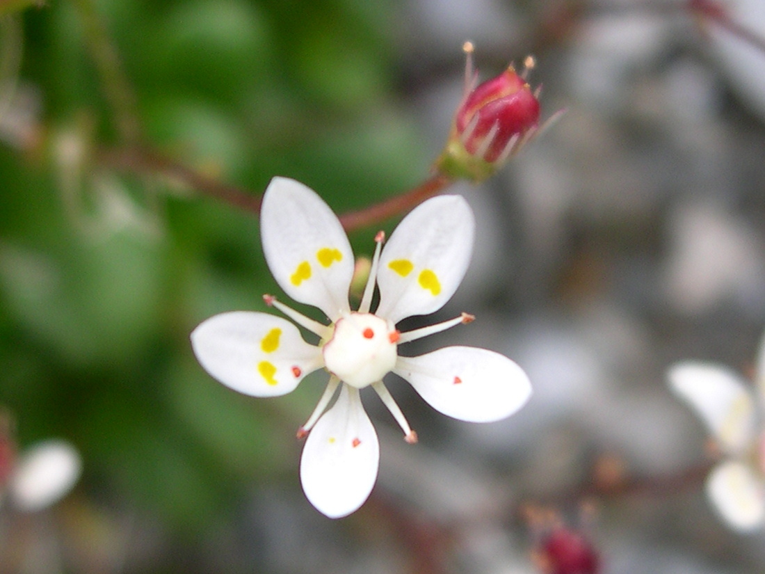 Afficher le média micranthes_stellaris2md micranthes_stellaris2md