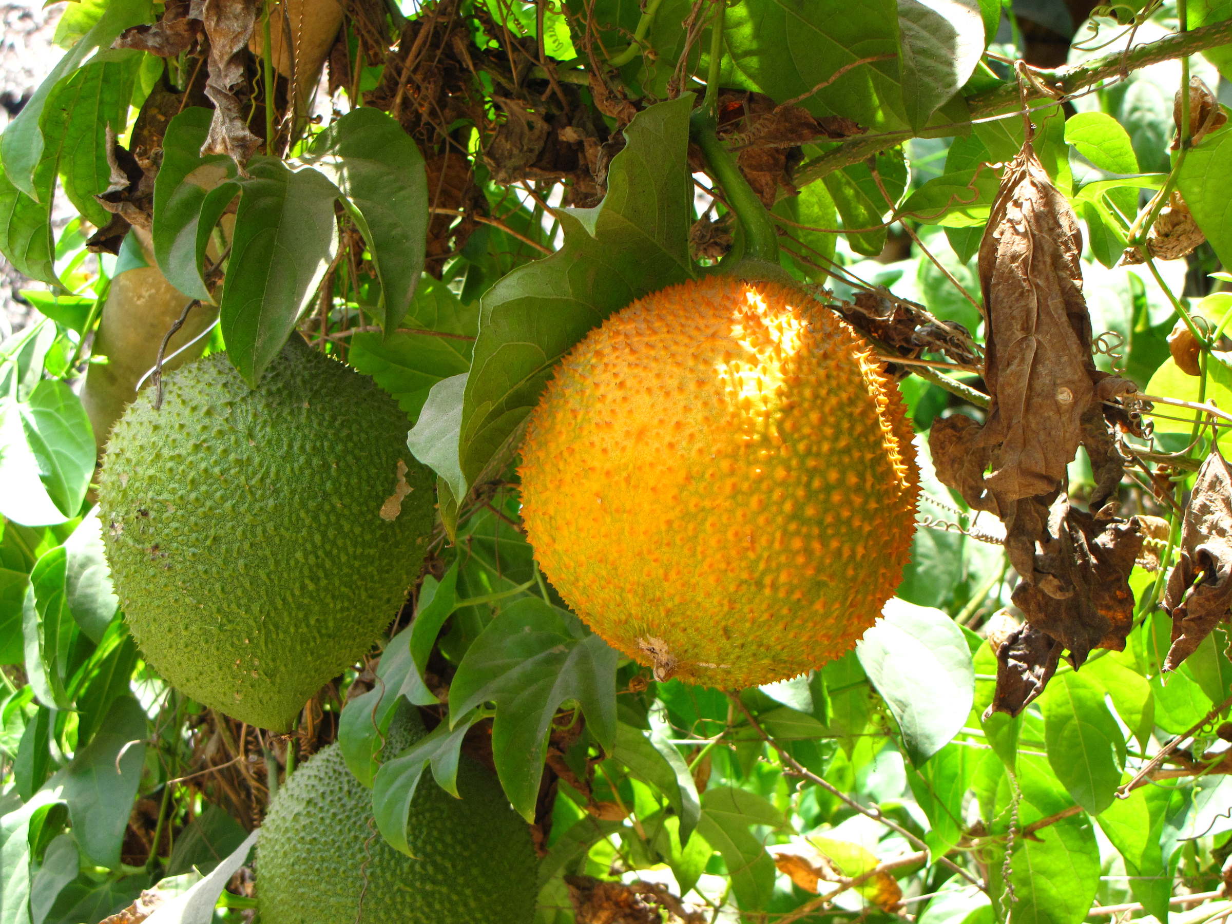 momordica_cochinchinensis1fc