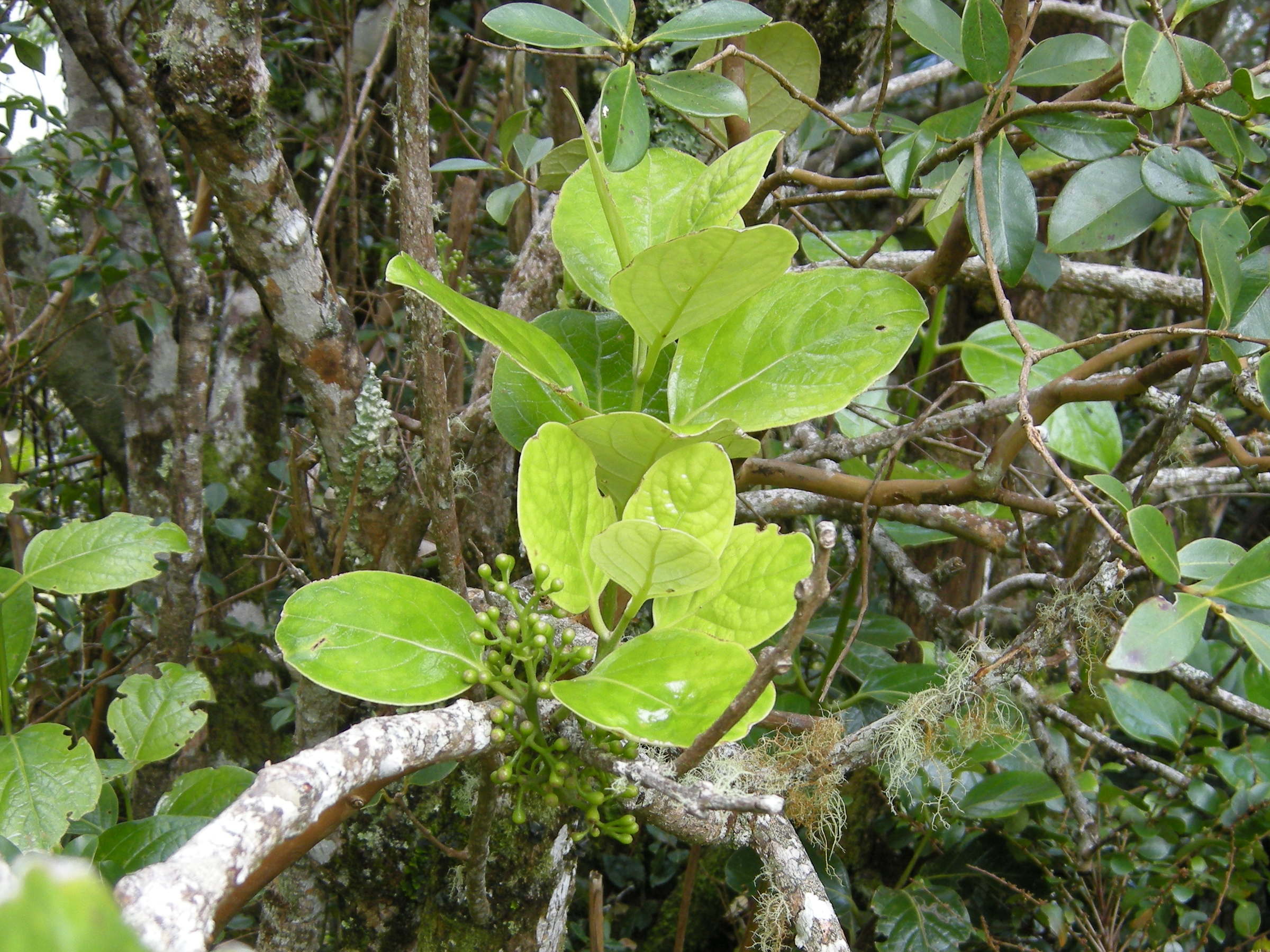 monimia_rotundifolia2md
