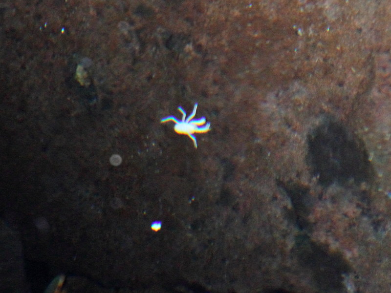 Afficher le média munidopsis_polymorpha1md munidopsis_polymorpha1md