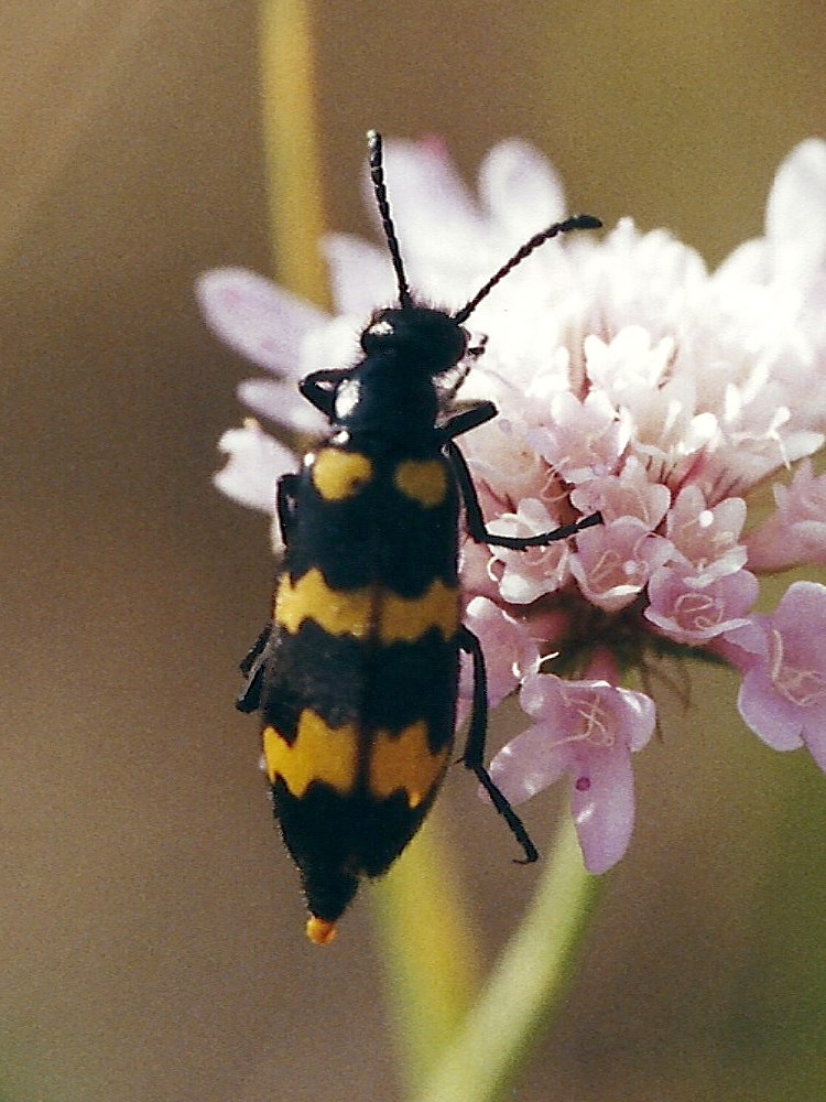 mylabris_variabilis2md