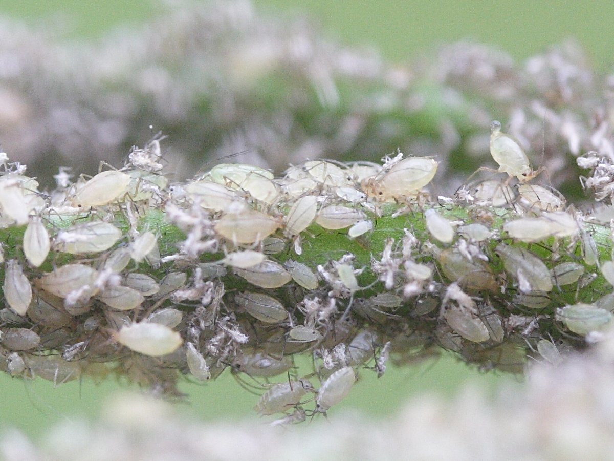 myzus_ascalonicus2bd